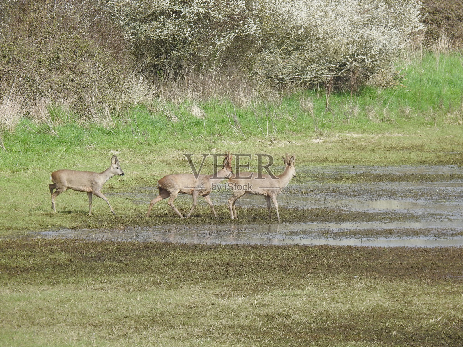 三头狍子在被水浸湿的田地里走在草地上的侧视图照片摄影图片