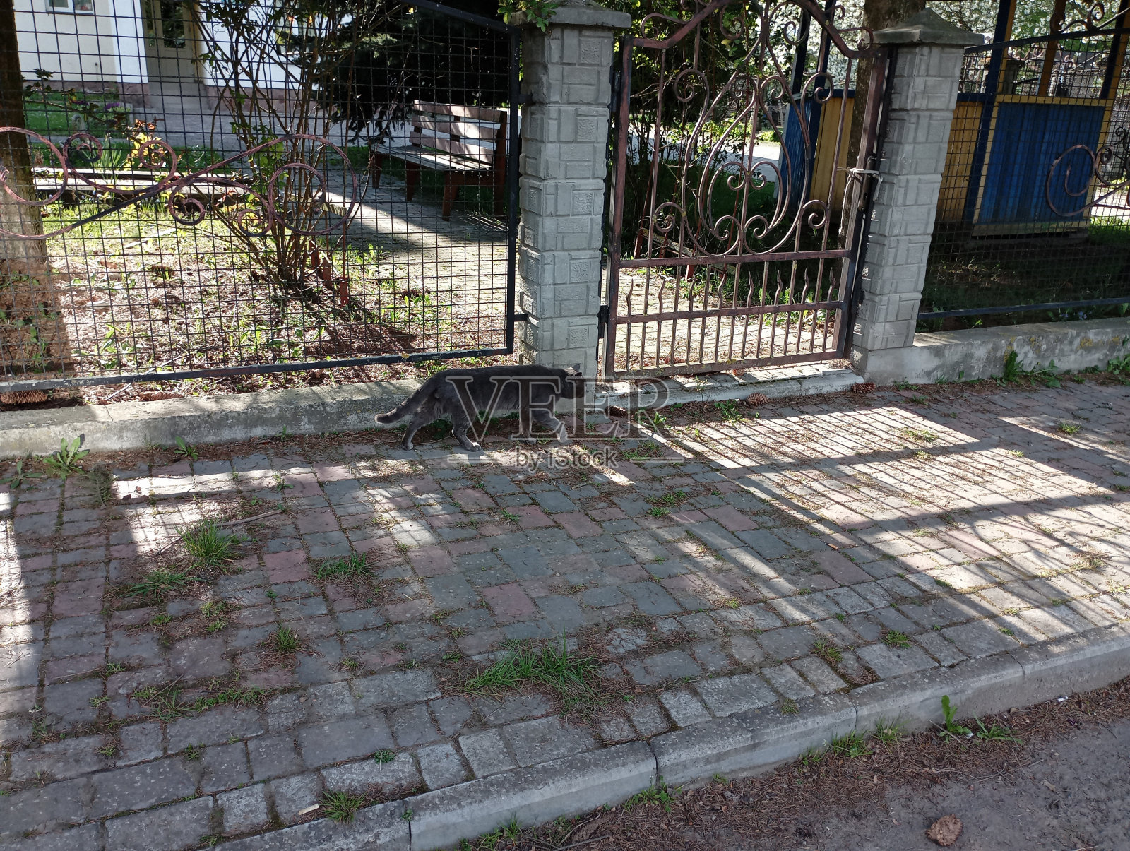 一只灰色的猫沿着鹅卵石人行道悄悄地穿过金属栅栏。一只灰色的猫走在城市的街道上。照片摄影图片