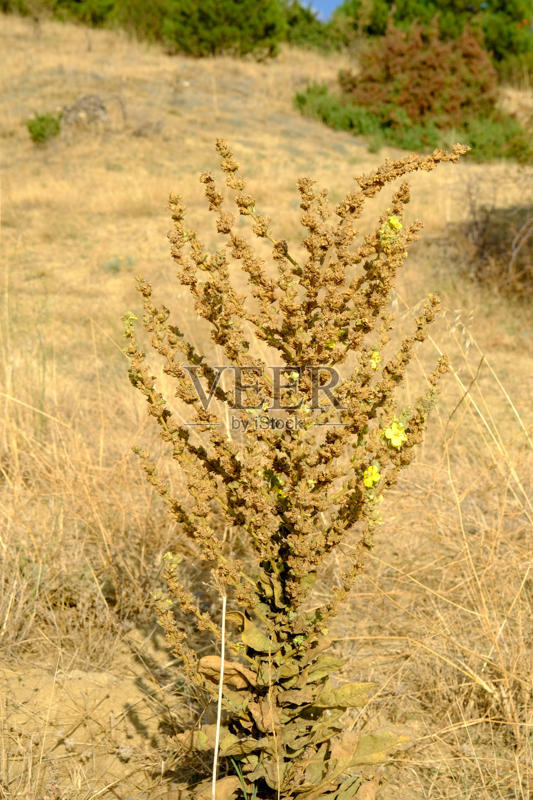 风景照片，自然，森林照片摄影图片