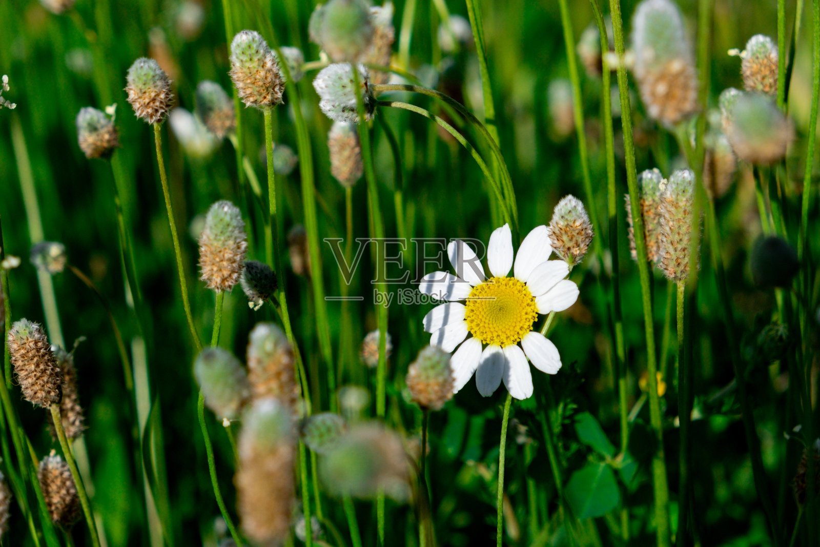 甘菊花照片摄影图片
