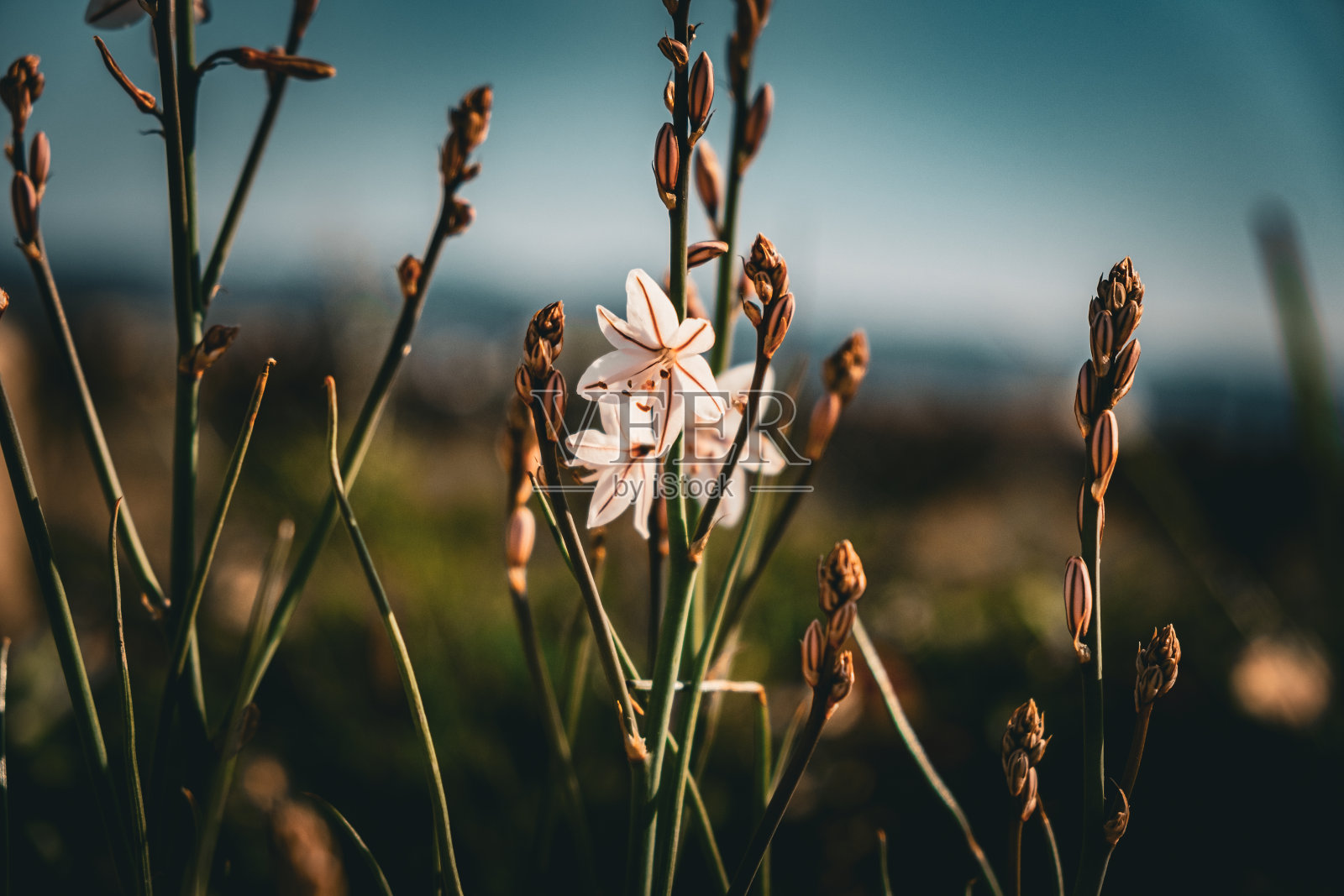 粉红色水仙属野花照片摄影图片