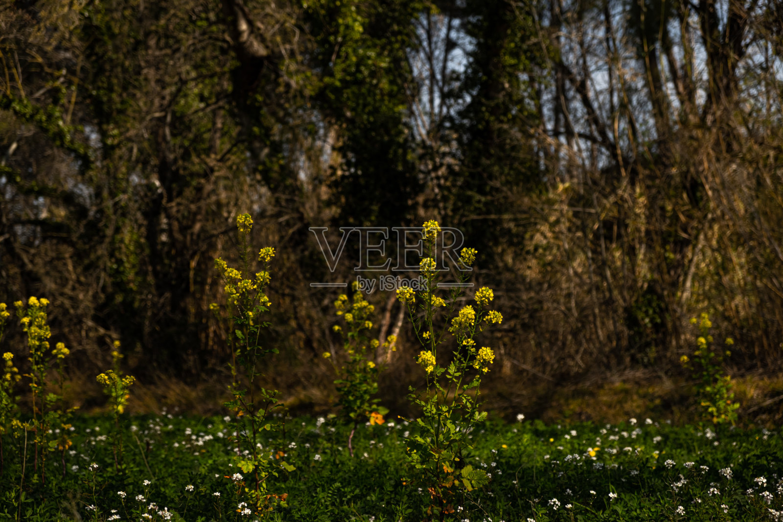 野黄花照片摄影图片