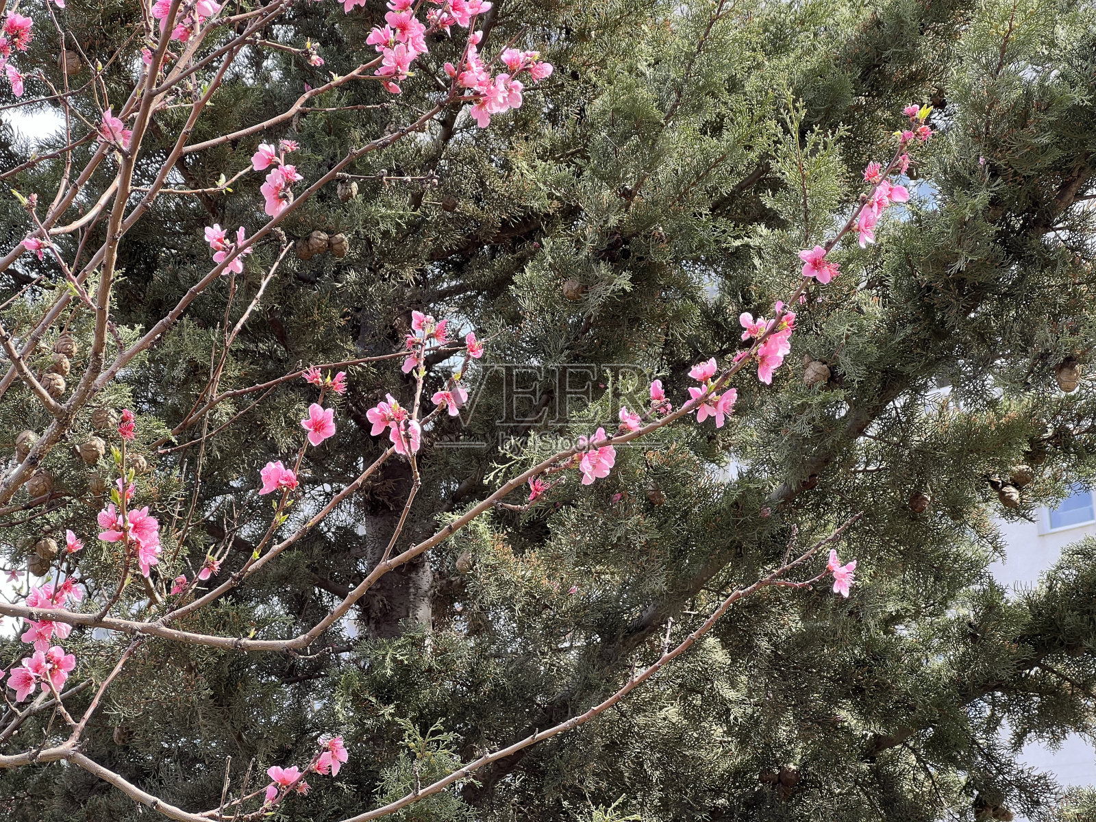 幼嫩的桃树，早春开粉红色的大花照片摄影图片