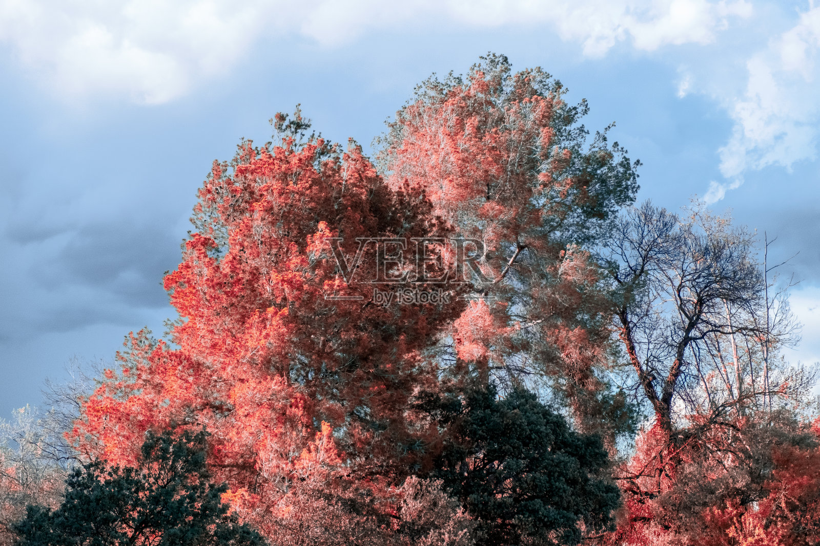 粉红色的树木映衬着蓝色多云的天空照片摄影图片