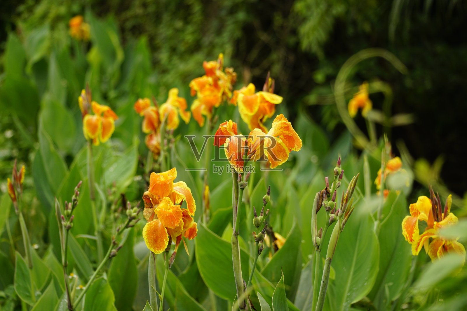 黄色美人蕉开花的特写照片摄影图片