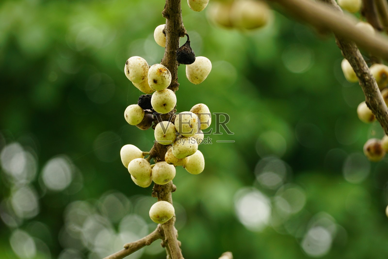 无花果树果实的特写照片摄影图片