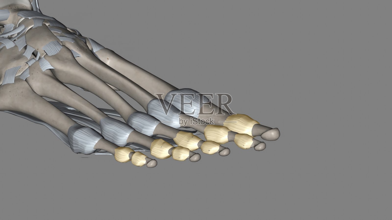 脚的指间关节位于脚的脚趾指骨之间照片摄影图片
