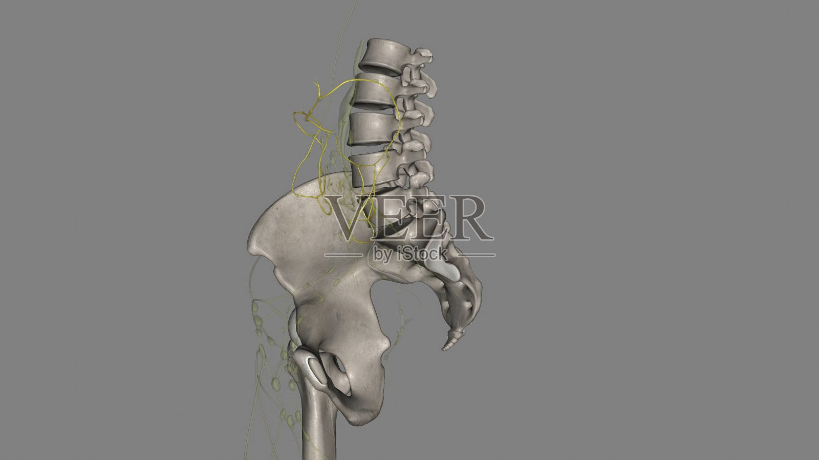 肠系膜淋巴管在肠间质液平衡中起重要作用照片摄影图片