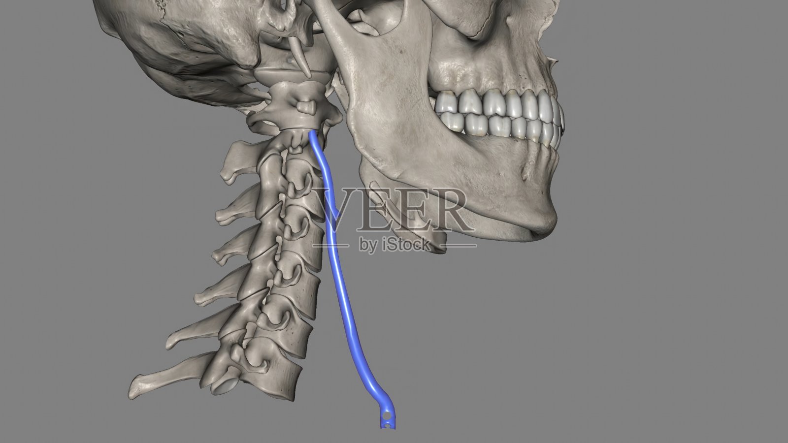 外颈静脉是院前医学中用于静脉通路的一条大静脉照片摄影图片