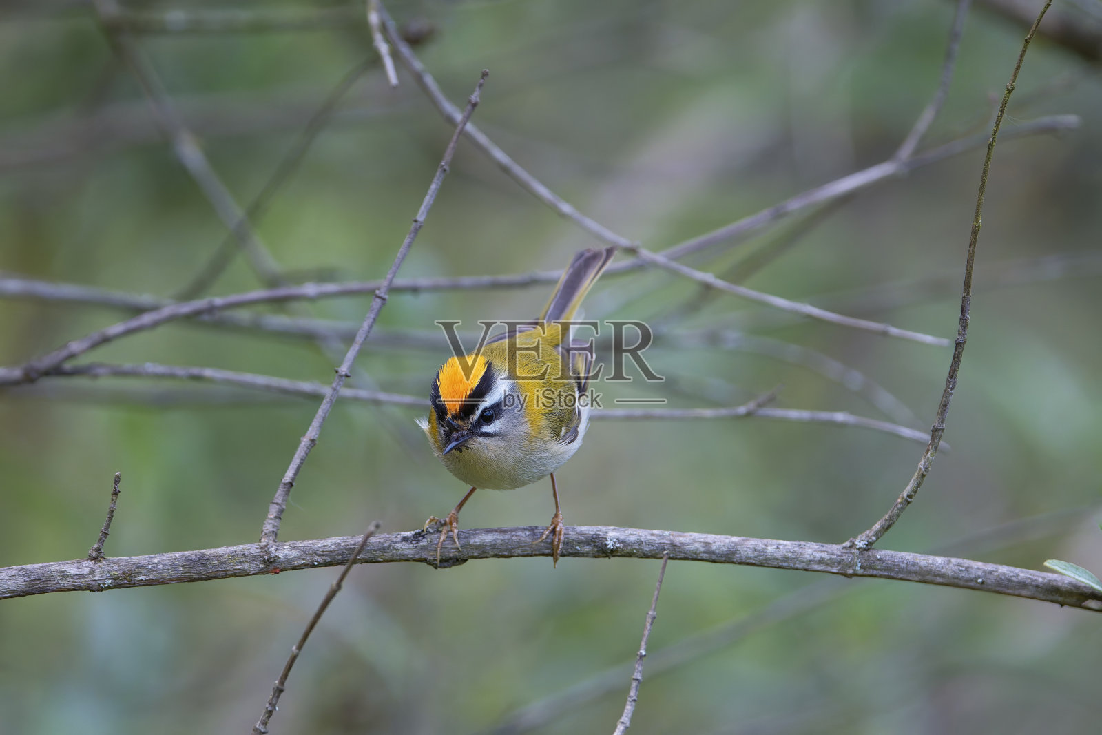 栖息在树枝上的普通木柴。照片摄影图片