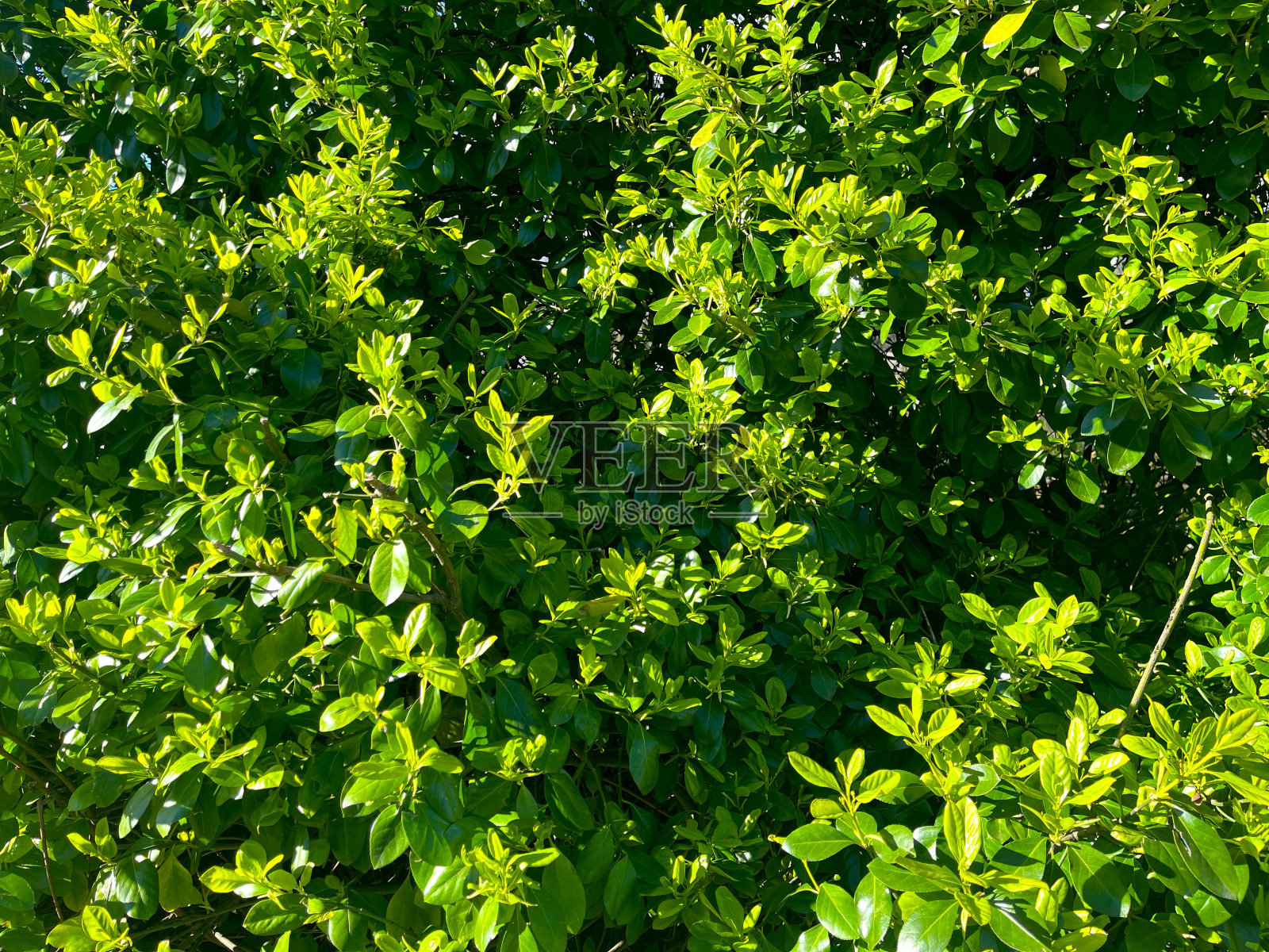 郁郁葱葱的绿叶特写图案，曼哈顿，纽约市照片摄影图片