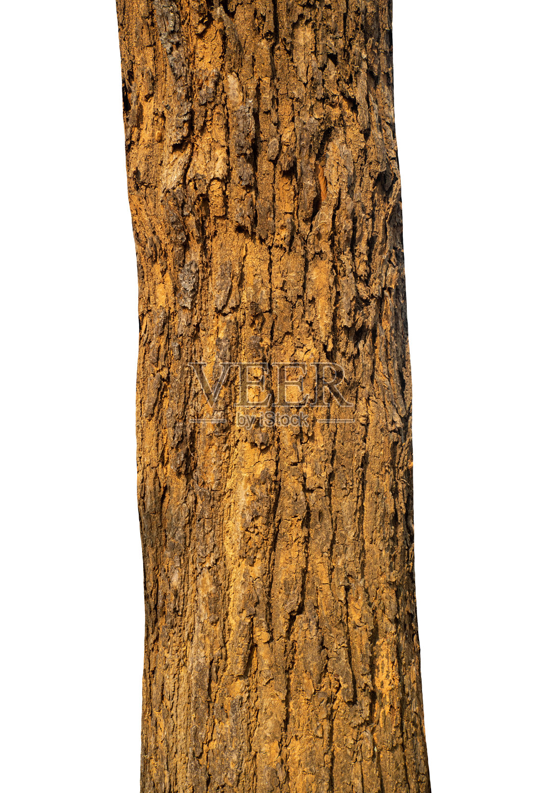 在白色背景上孤立的树干。照片摄影图片