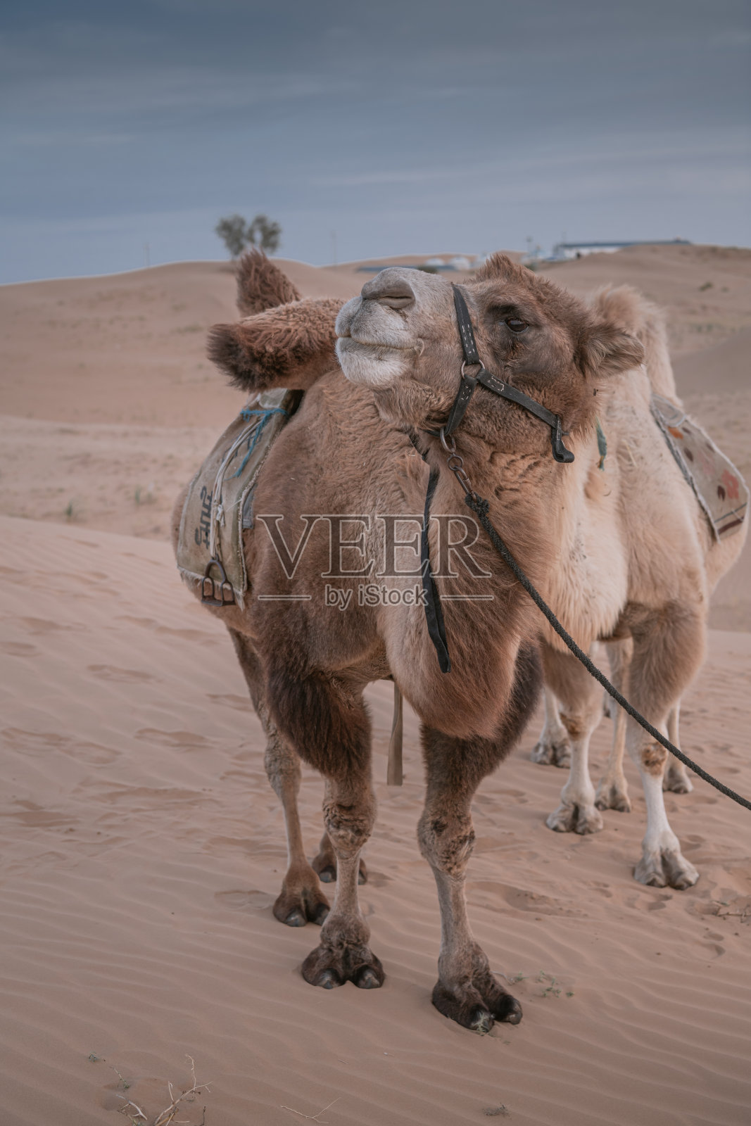 在中国的内蒙古，日落时的沙漠骆驼，中国包头照片摄影图片