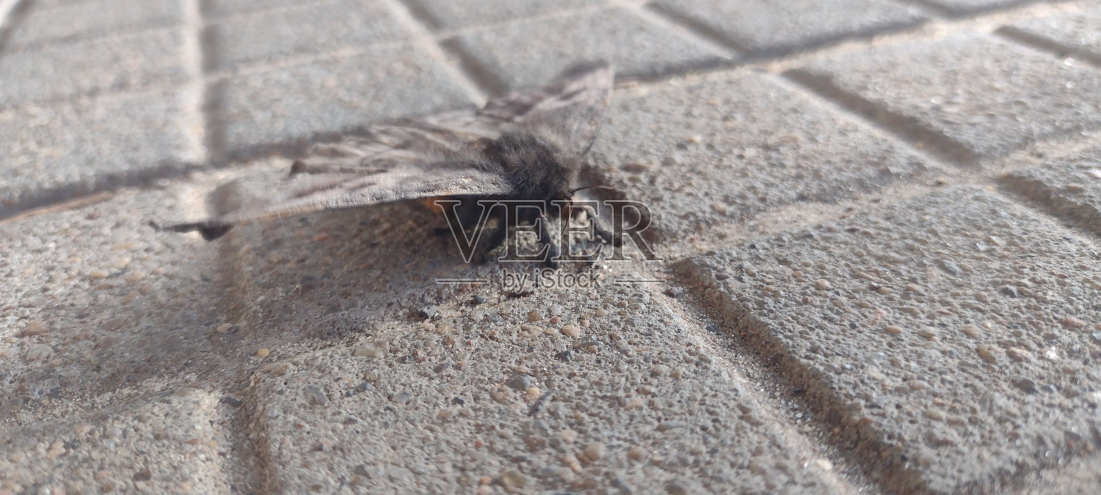 地上一只飞蛾的黑白照片照片摄影图片