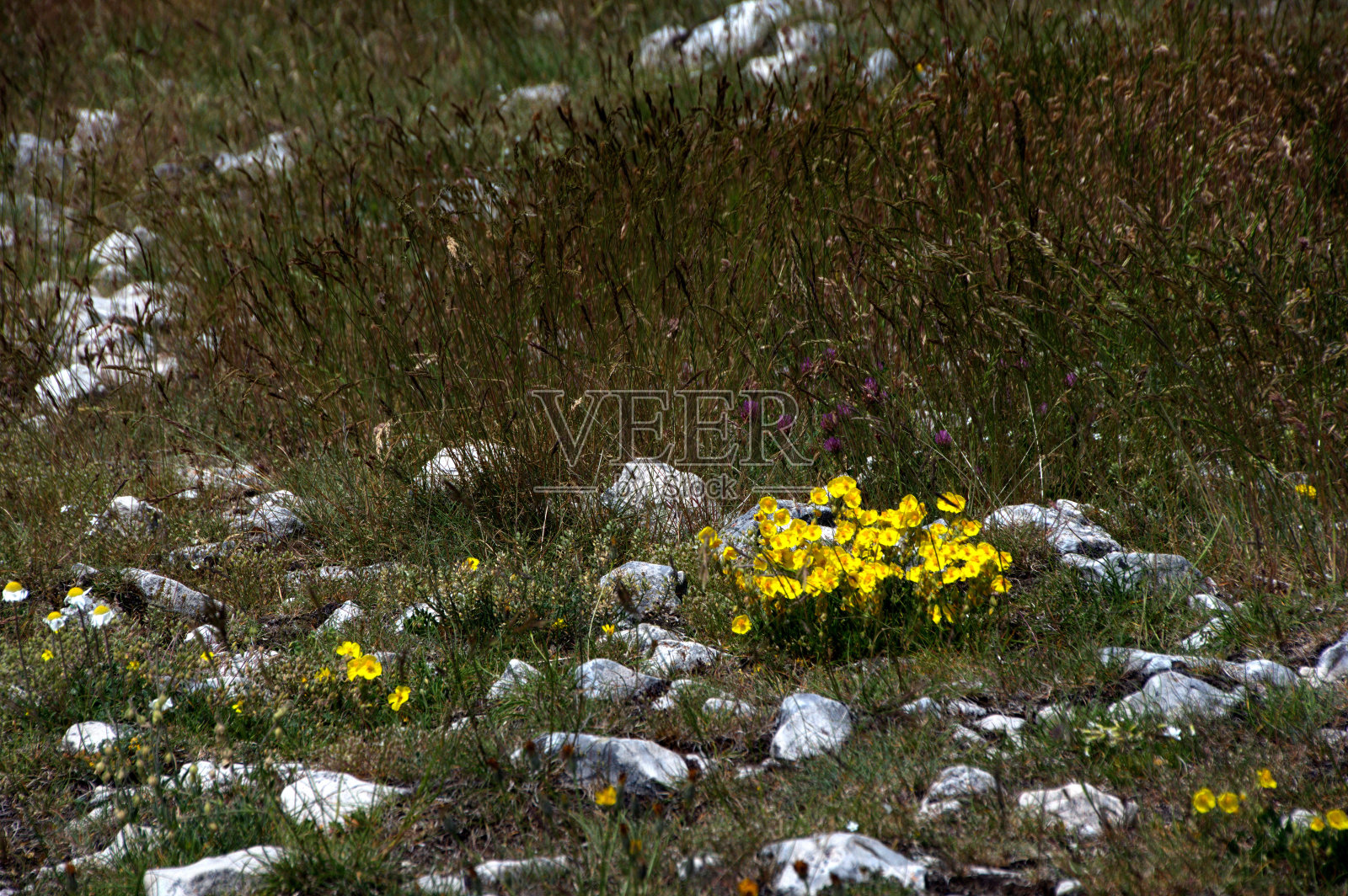 花丛之间的石头和草照片摄影图片