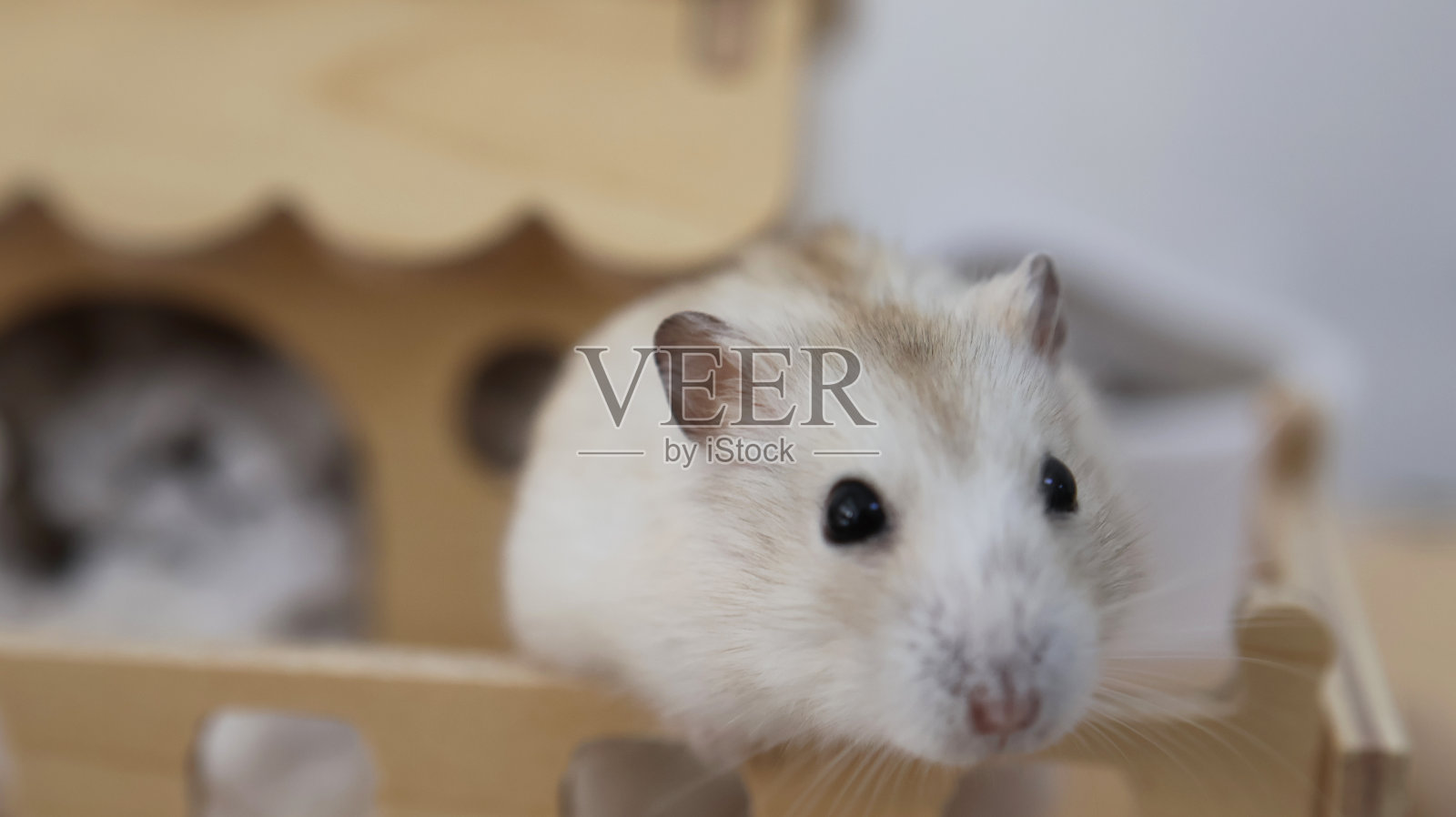 浅米色保加利亚小仓鼠在阳台上的木头小屋照片摄影图片