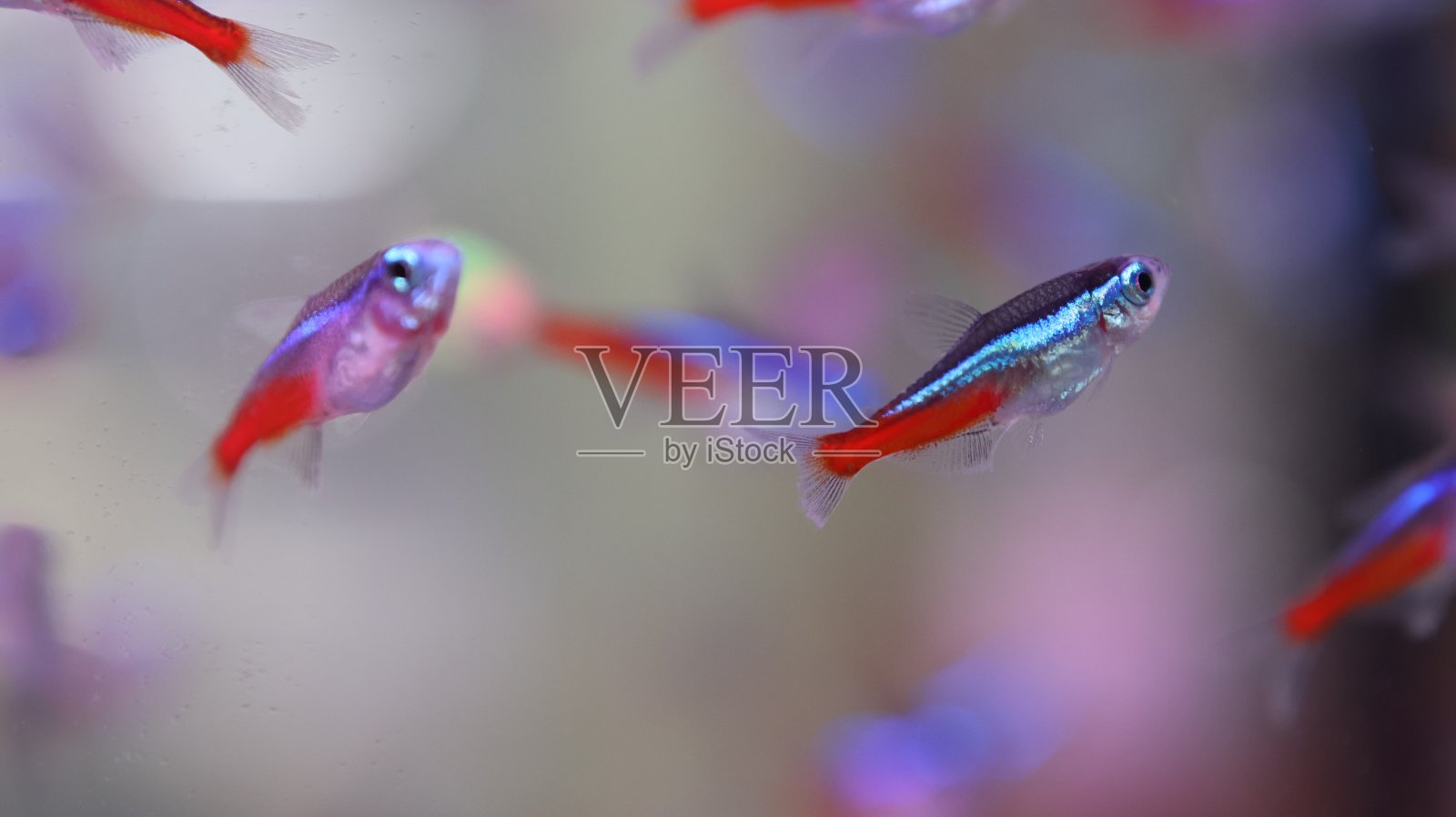 蓝色霓虹水族鱼壁纸风格照片摄影图片