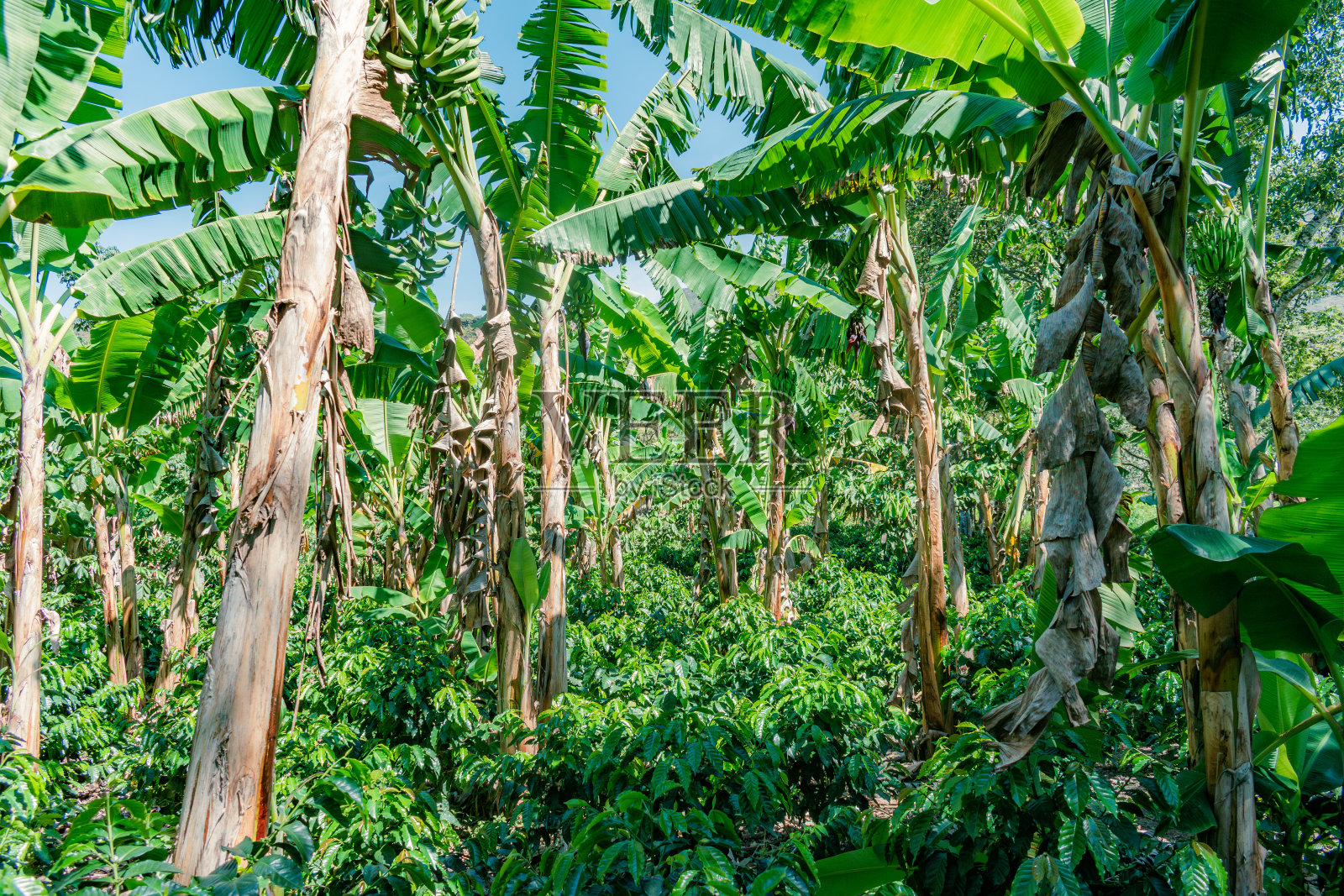 咖啡和香蕉种植园的全景图照片摄影图片