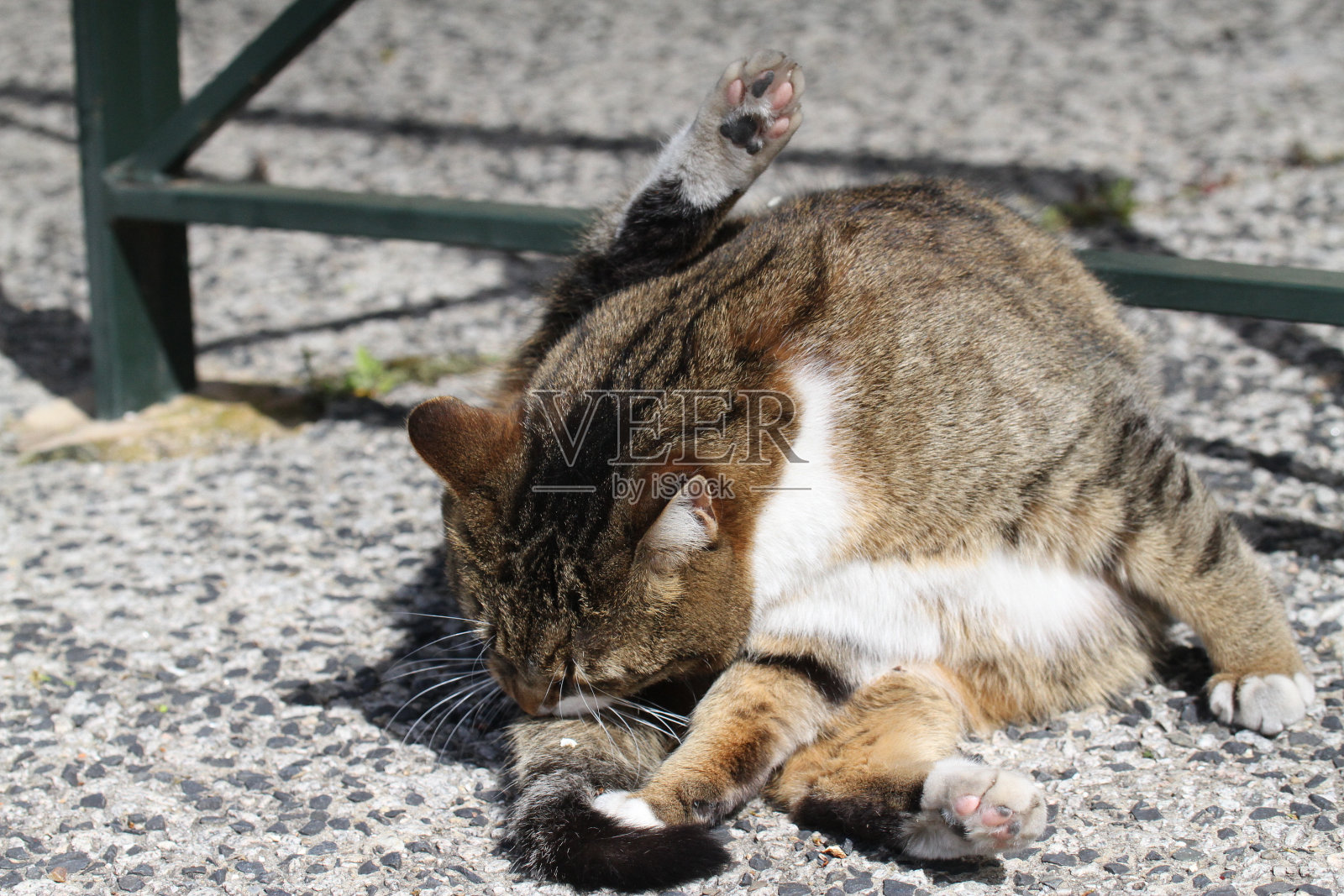 虎斑猫和白猫户外与绿色植物花园照片摄影图片