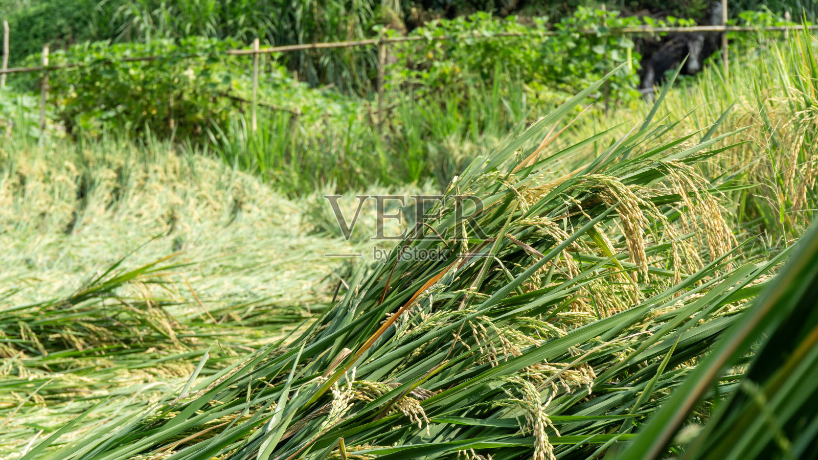 由于强风和洪水，稻田里的水稻都倒塌了照片摄影图片