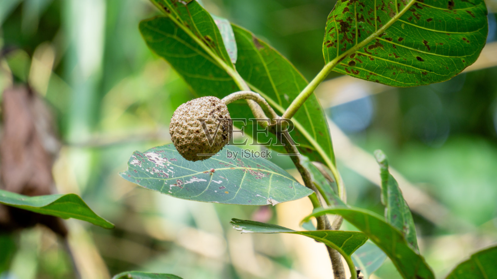 非洲桃树又称非洲桃树。照片摄影图片