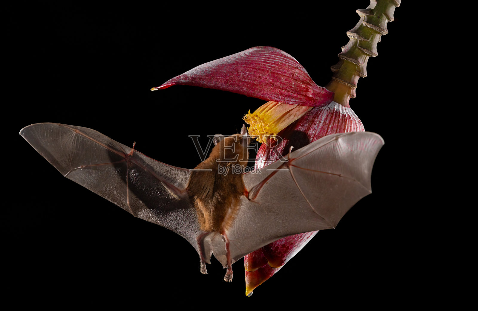 哥斯达黎加的一只蝙蝠照片摄影图片