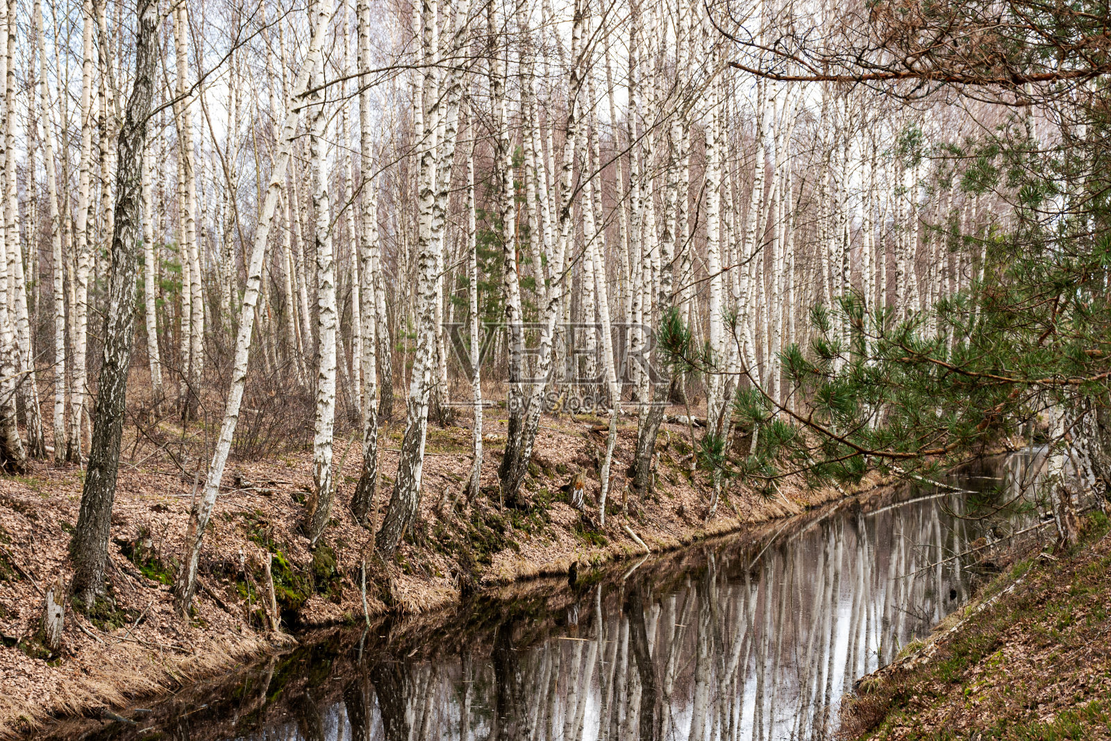 春天的沼泽沟渠，水面上树木的美丽倒影，春天光秃秃的树木，沼泽早已发达照片摄影图片