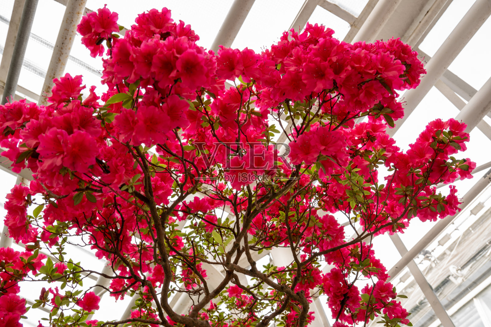 鲜艳的猩红色杜鹃花灌木的枝条，有小而精致的密丛花，在春天开花照片摄影图片