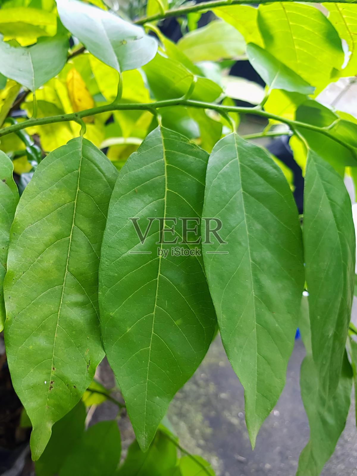 一种在花盆里长着绿叶的植物的照片。照片摄影图片