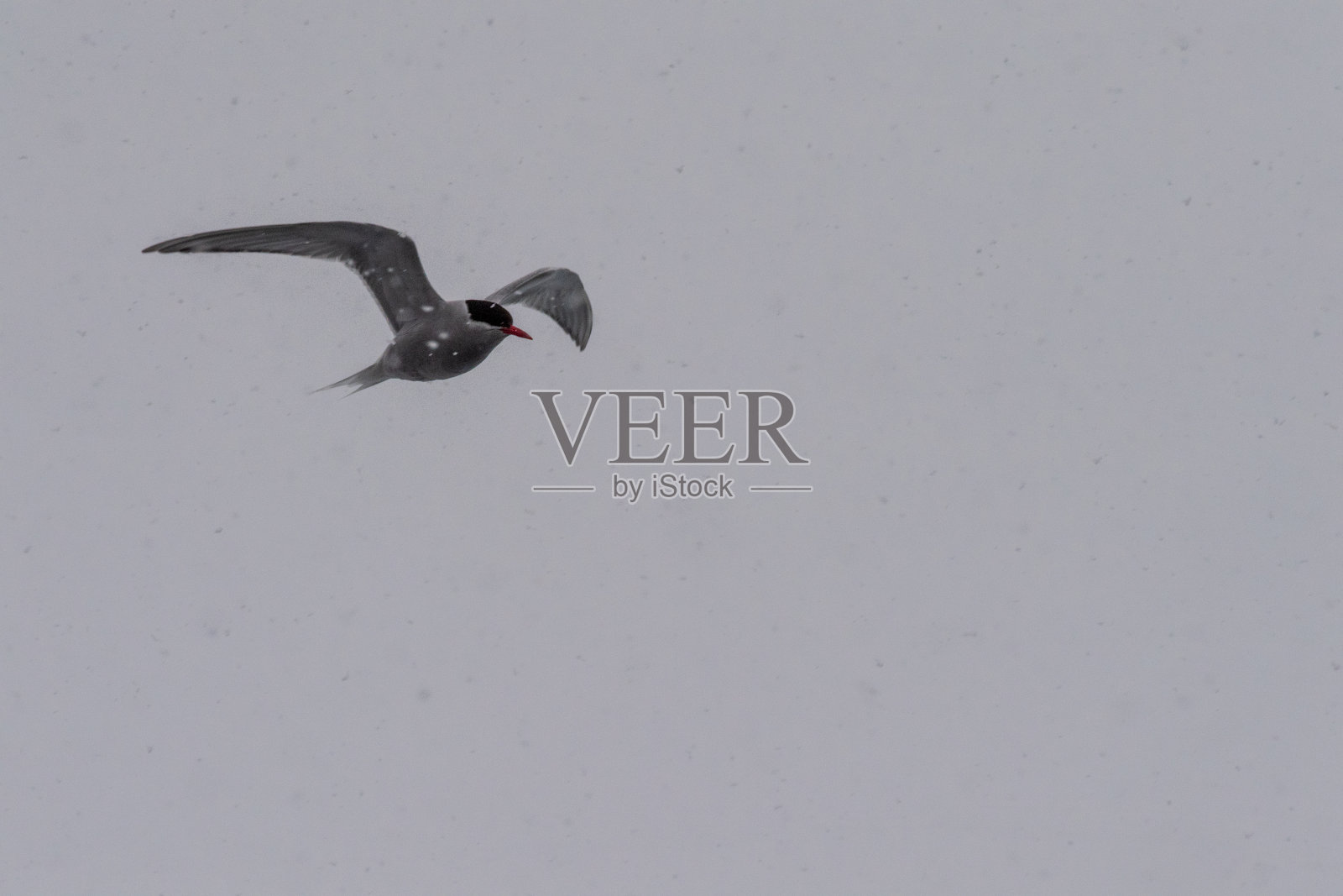 南极的北极燕鸥照片摄影图片