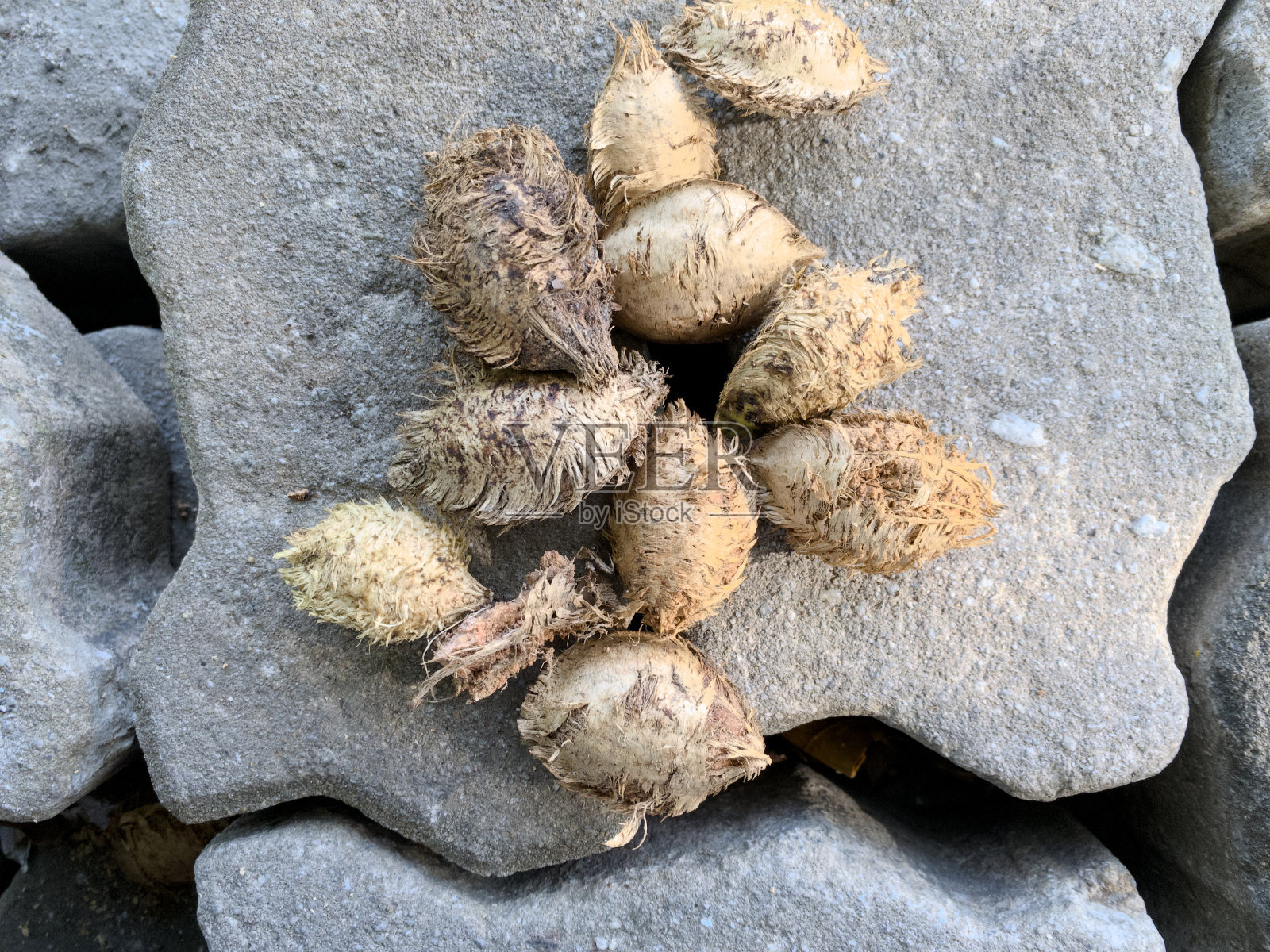 一个迷人的特写，干燥的种子荚从木兰树，巧妙地安排在纹理灰色的岩石表面。照片摄影图片