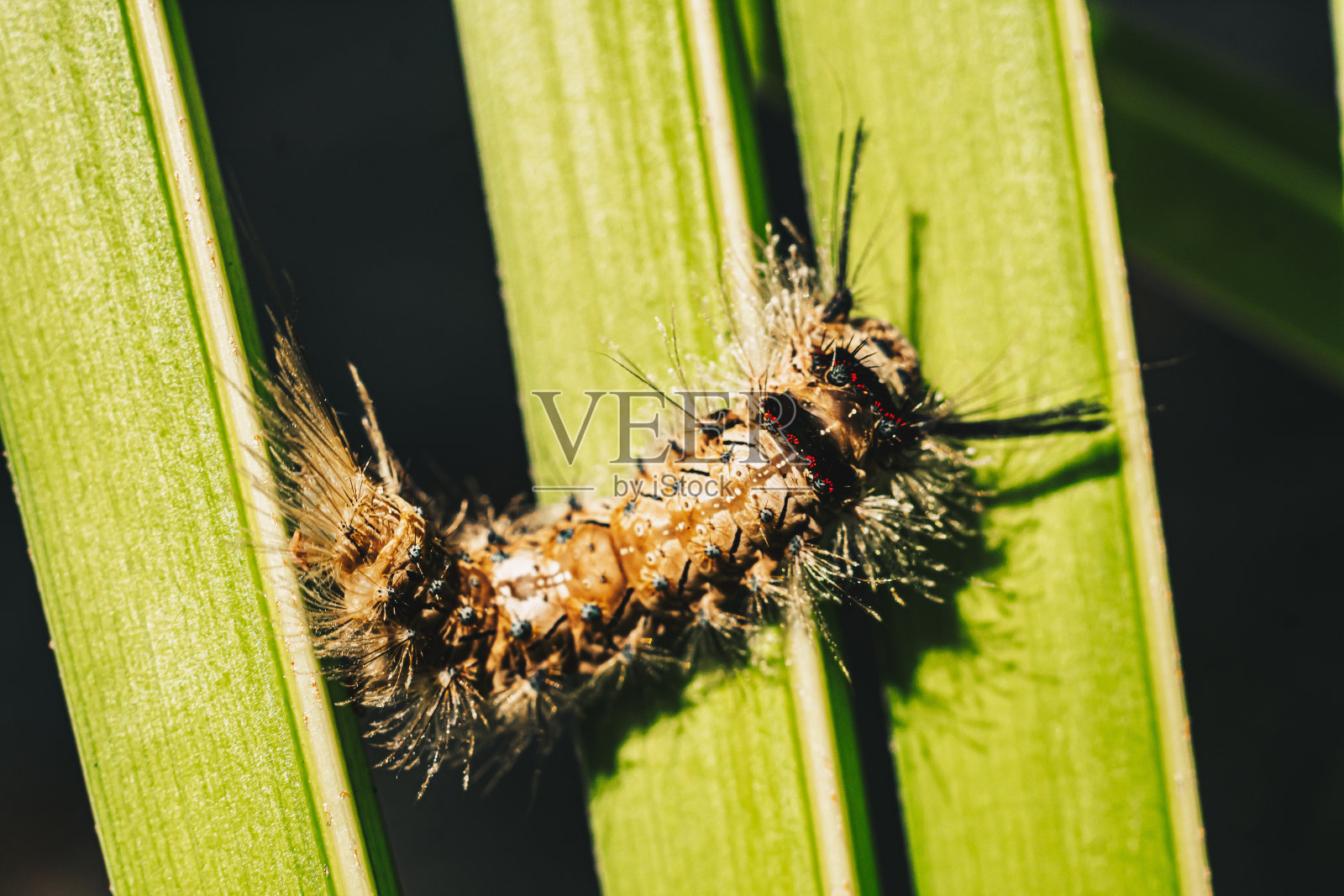 可爱美丽的毛茸茸的浅棕色大毛虫在叶子上。与野生自然美动物昆虫学图像互动照片摄影图片