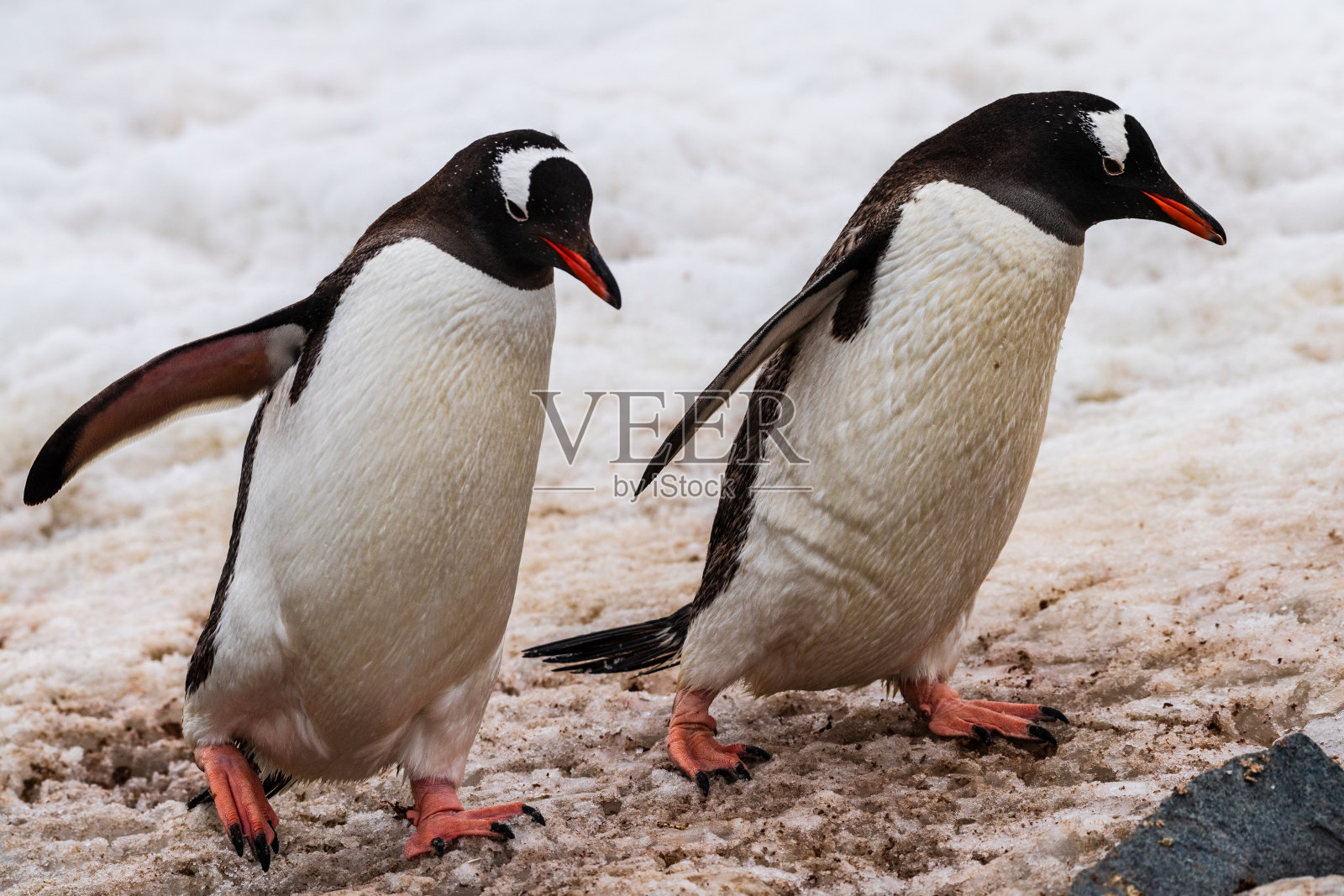 居弗维尔岛上的巴布亚企鹅群照片摄影图片