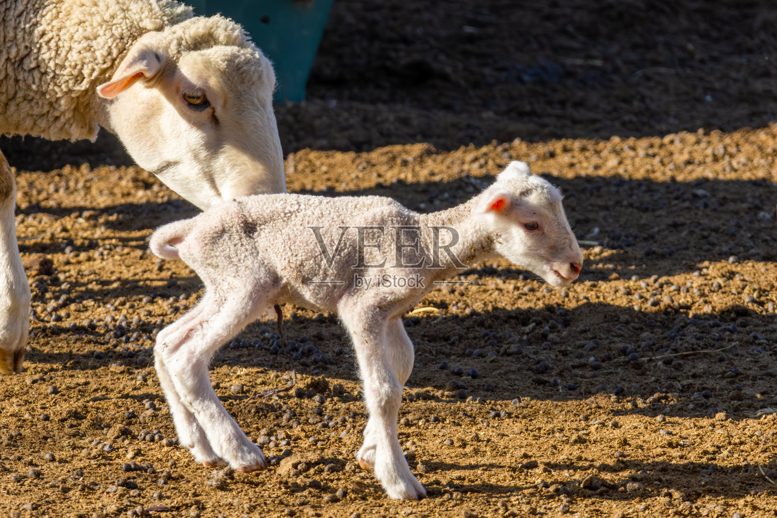 南非奥兰治自由邦Bultfontein附近农场里的小美利奴羔羊和母羊照片摄影图片