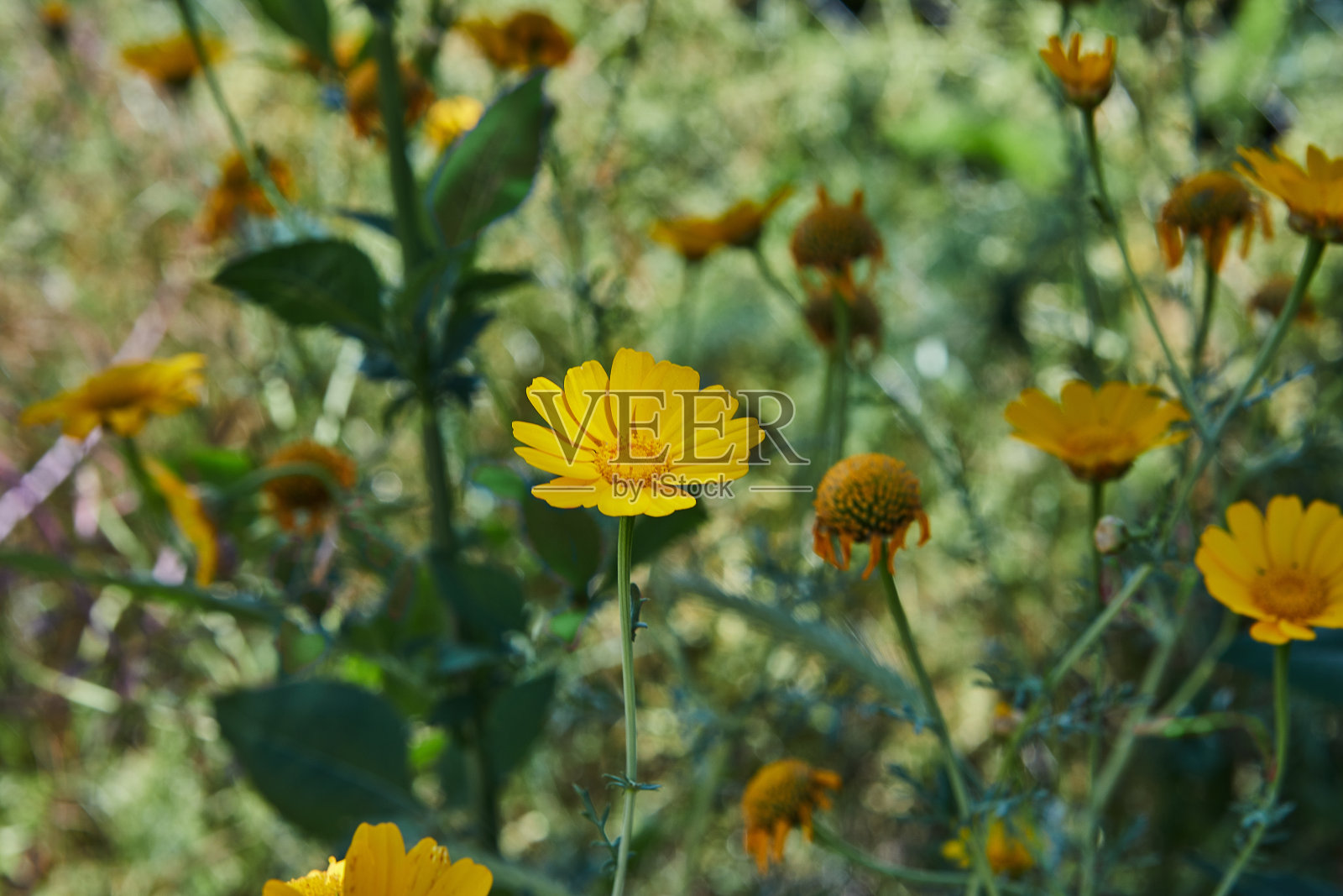 盛开在草地上的黄色花朵和草本植物照片摄影图片