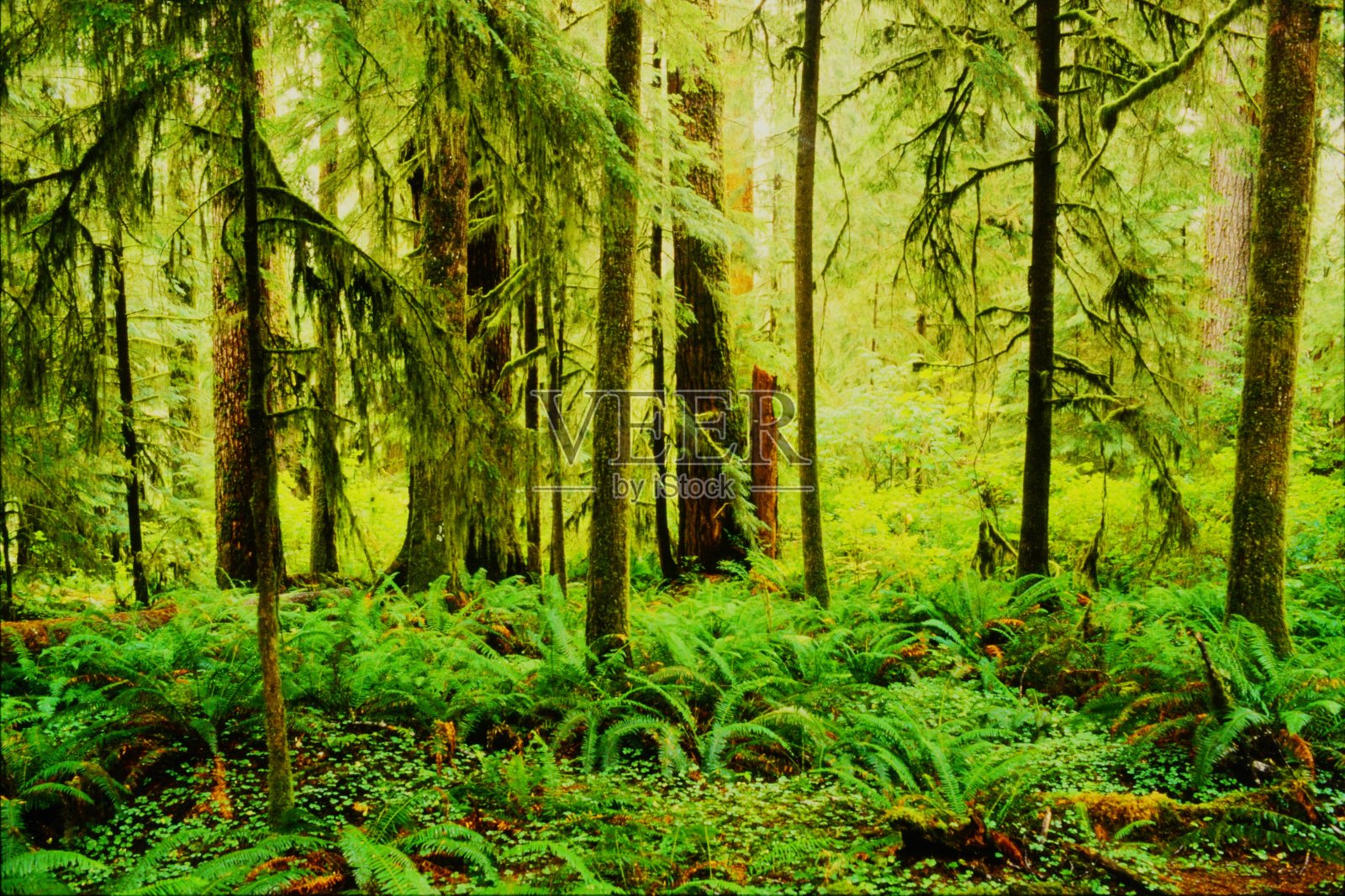 1985年奥林匹克国家公园的Hoh雨林是一个郁郁葱葱的绿色天堂，特别是在雨和雾中照片摄影图片