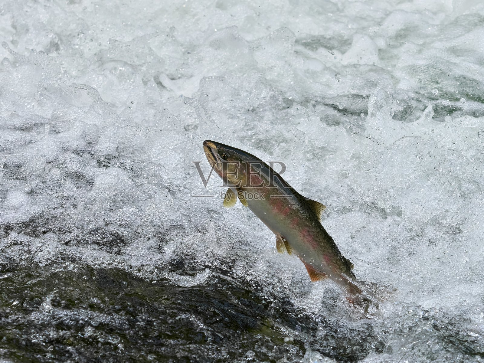 樱花鳟鱼跳照片摄影图片