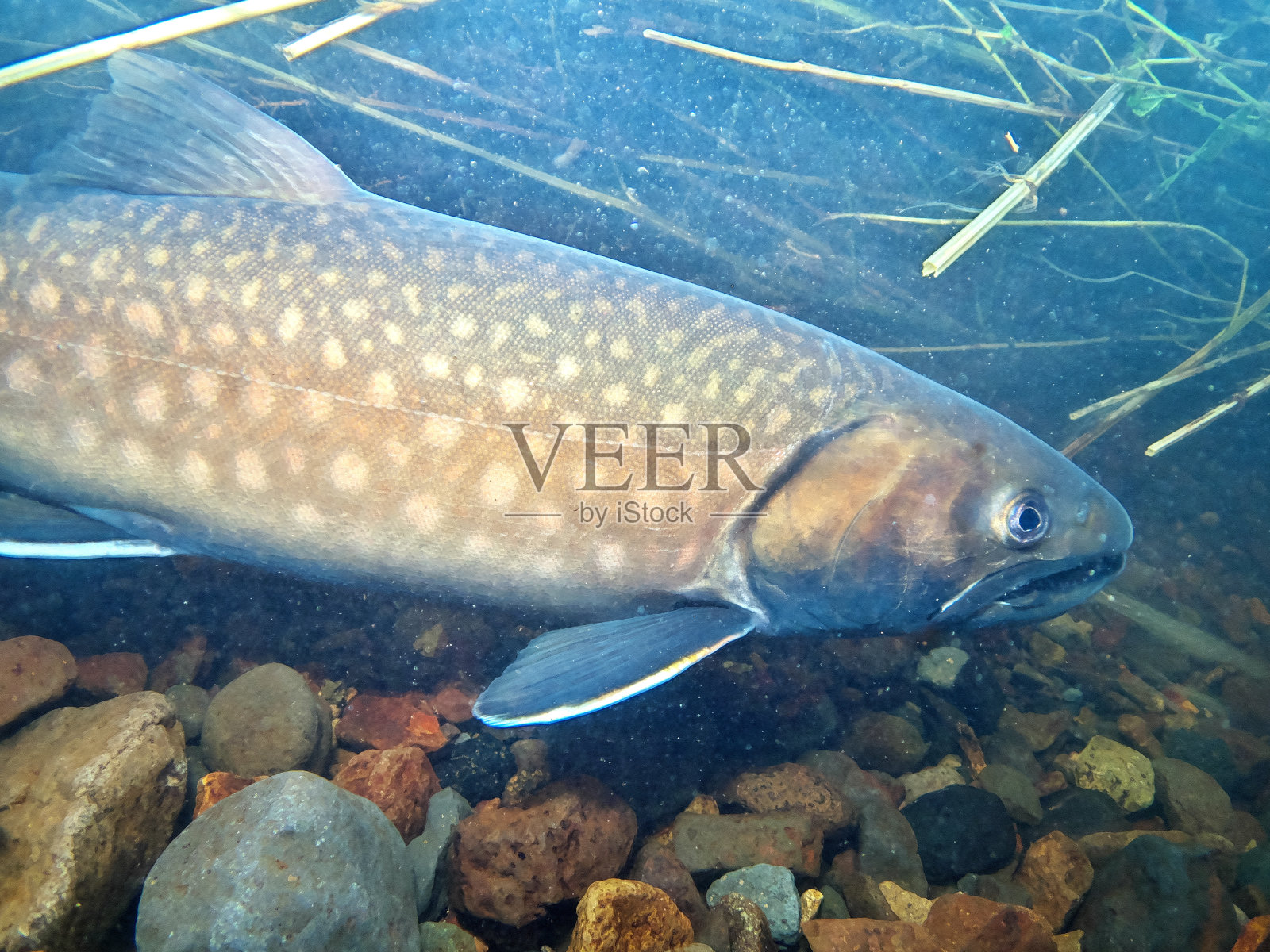 北海道东部的Amemasu水下摄影照片摄影图片
