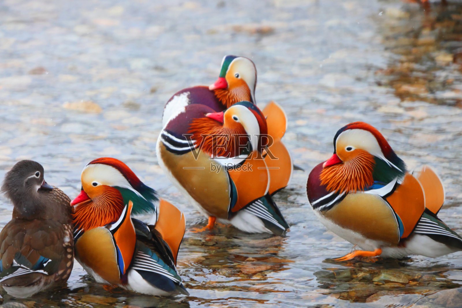 日本的鸳鸯照片摄影图片