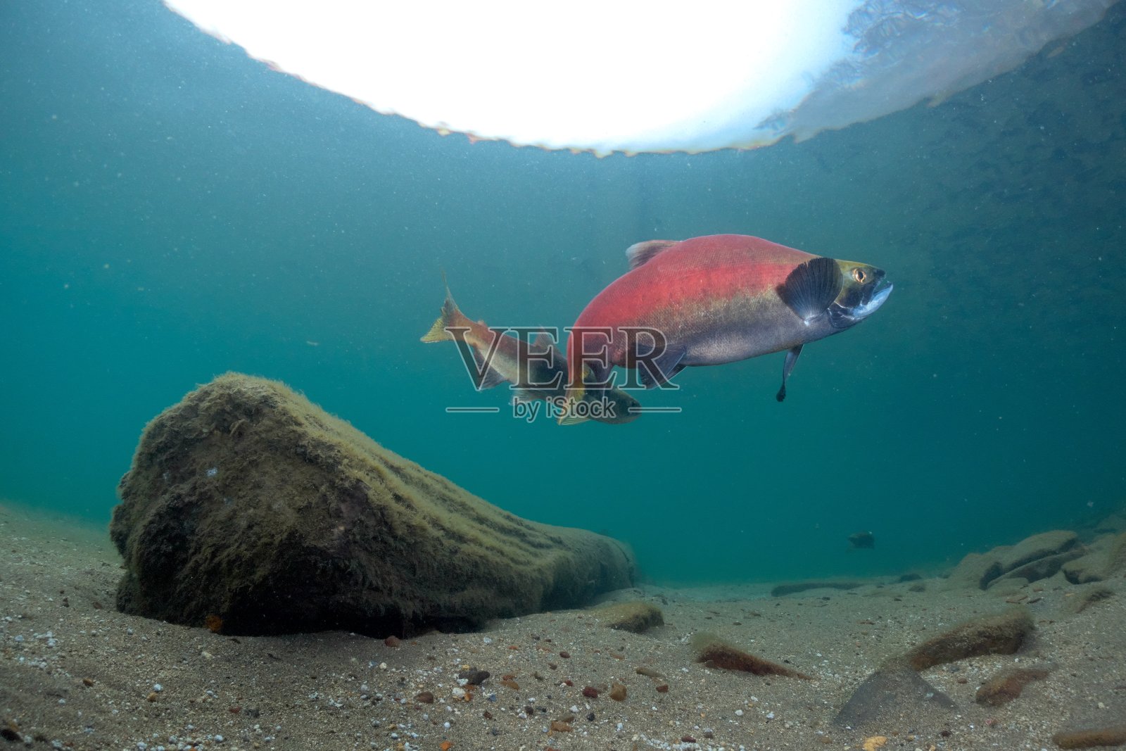 秋天的御马松湖水下摄影照片摄影图片