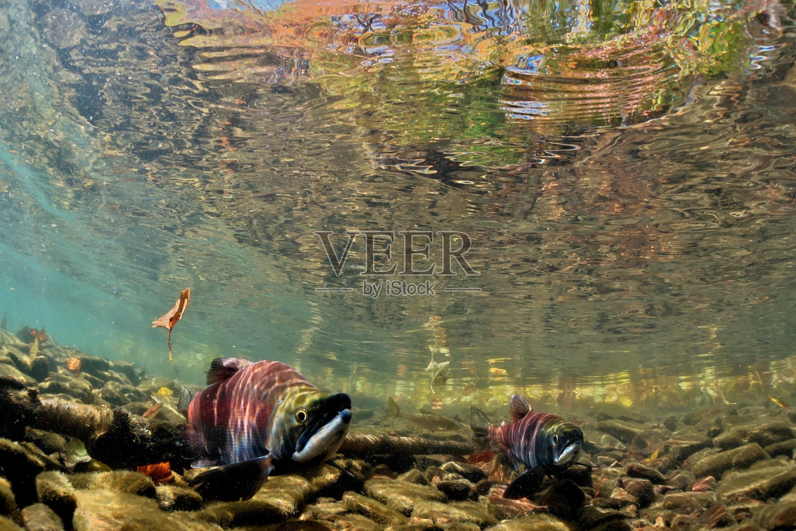 秋天的御马松湖水下摄影照片摄影图片