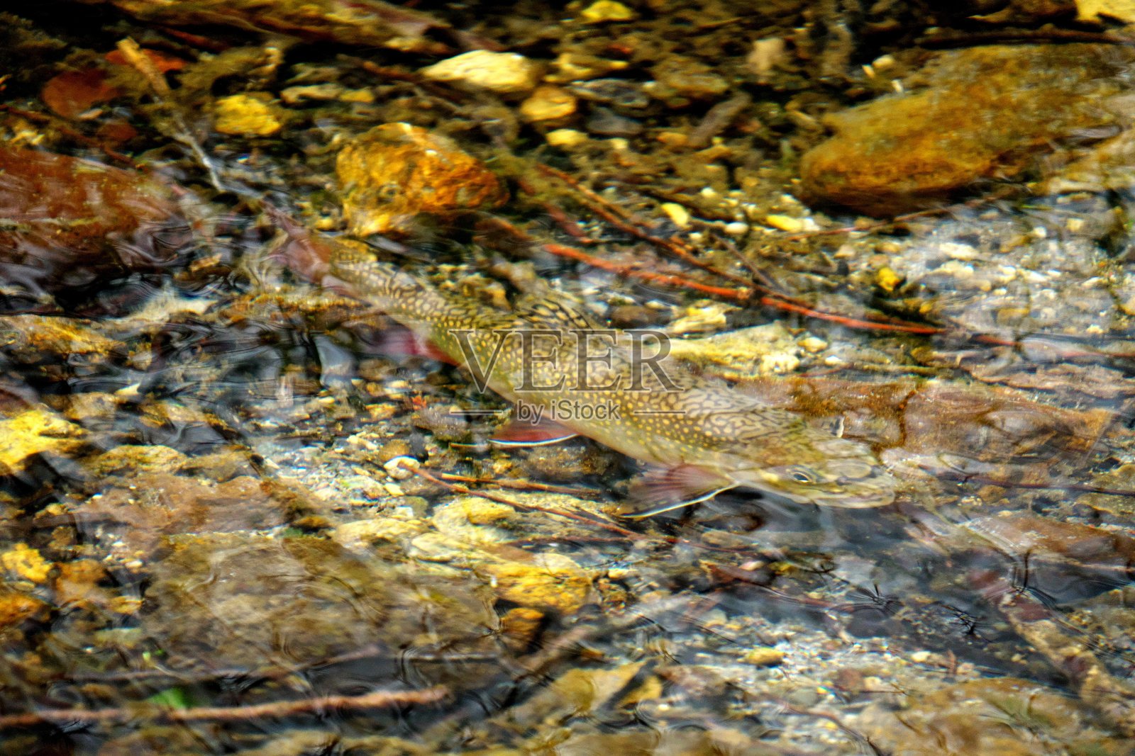北海道西别河中的鳟鱼照片摄影图片