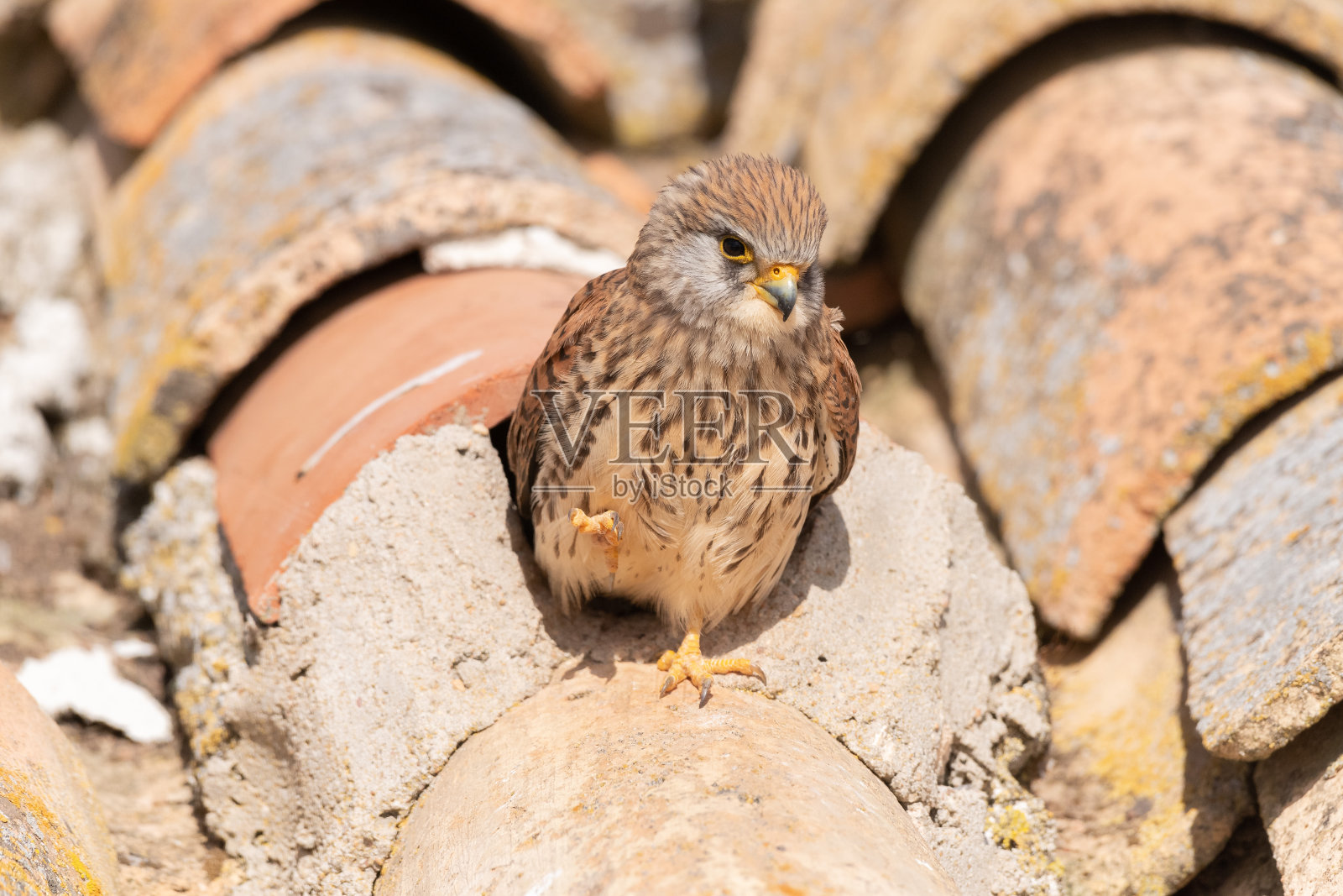雌红隼(Falco naumanni)离开巢穴照片摄影图片