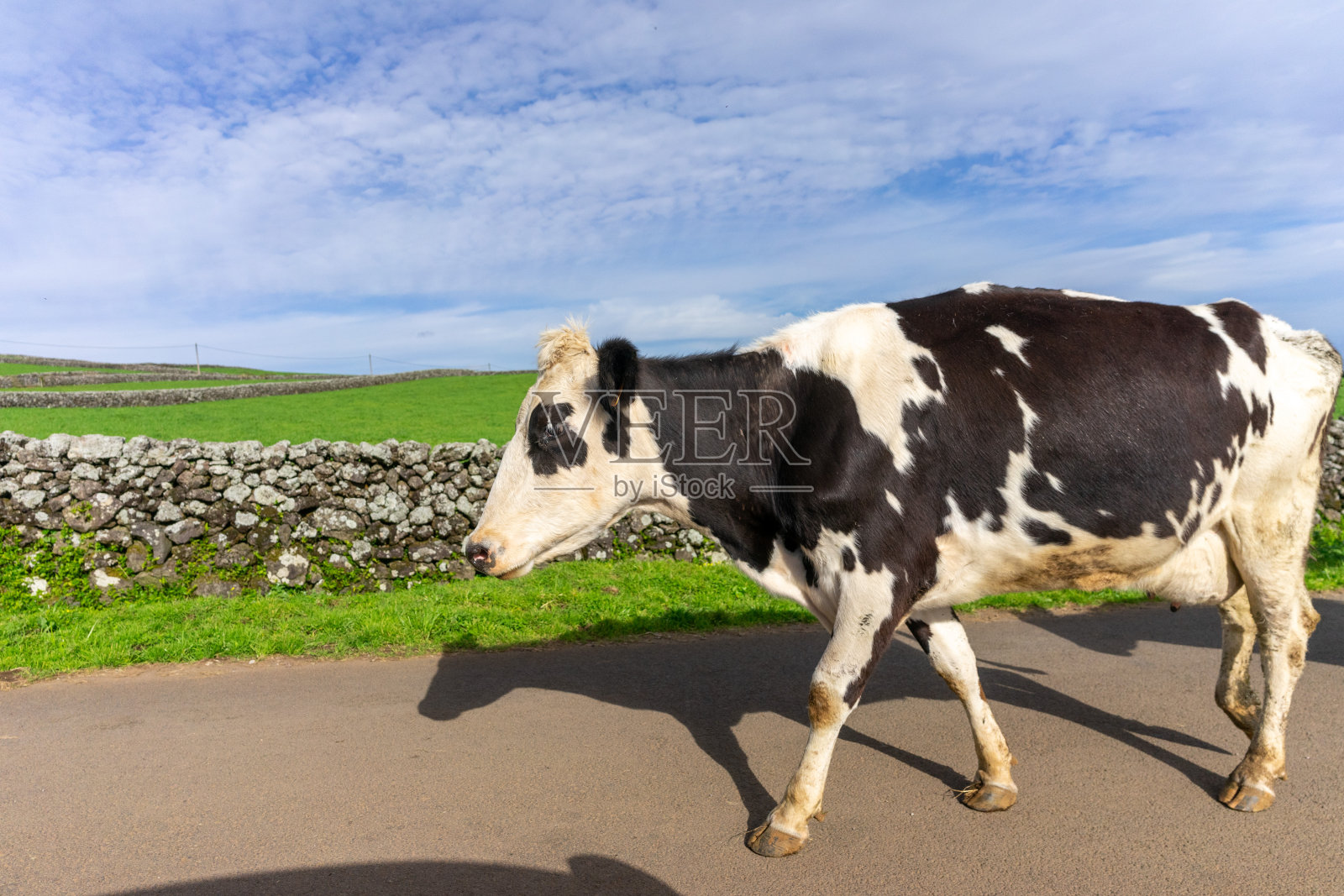 亚速尔群岛路边的奶牛。照片摄影图片