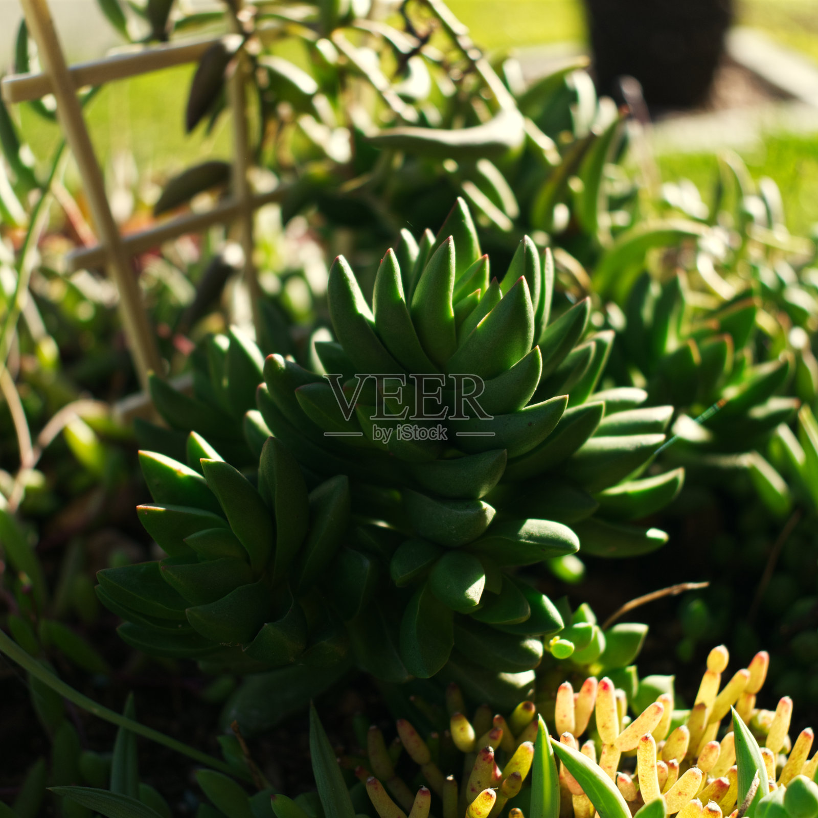 肉质植物照片摄影图片
