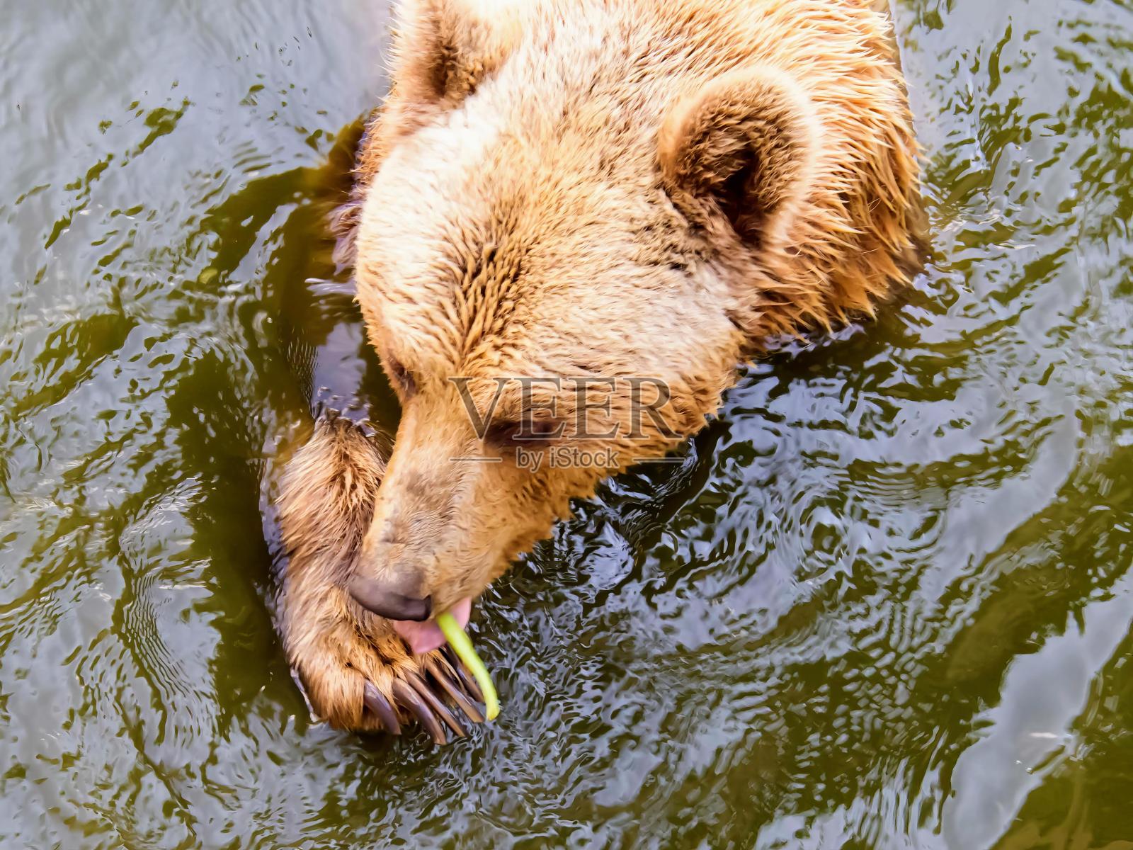 一只熊在水里的照片，嘴里叼着一个绿色的东西。照片摄影图片