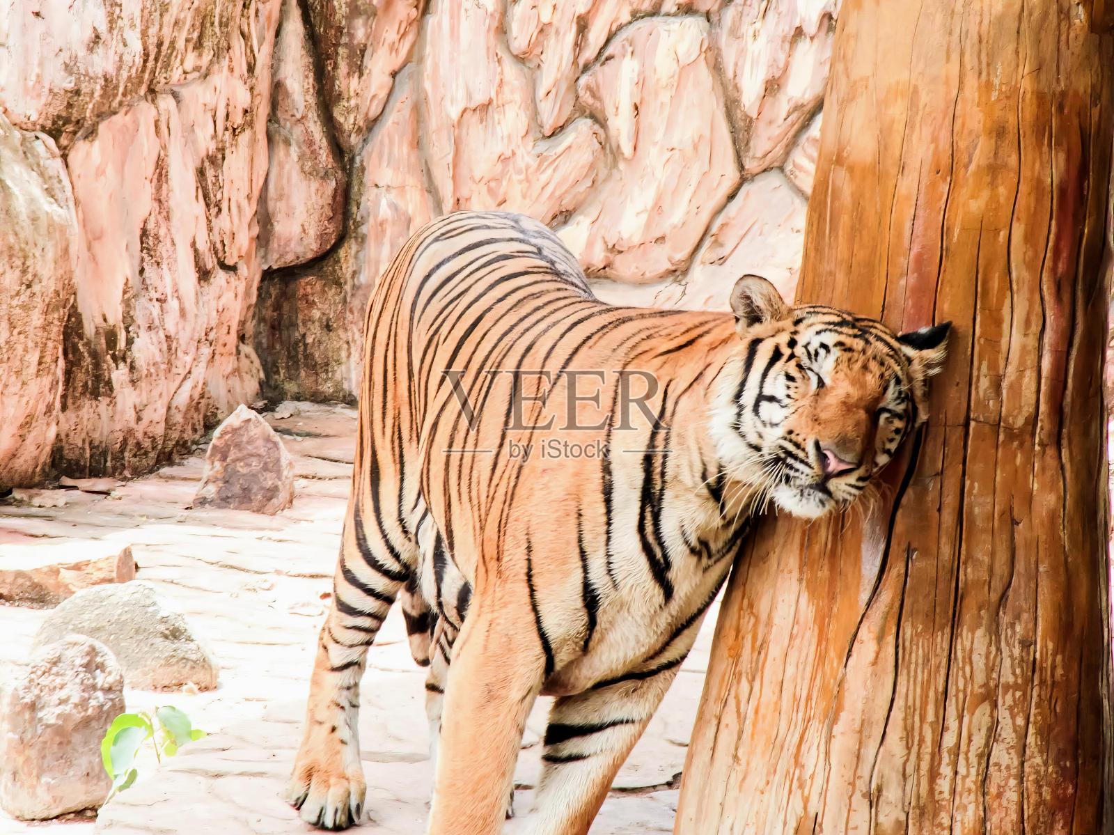 一张老虎站在树干旁的照片。照片摄影图片