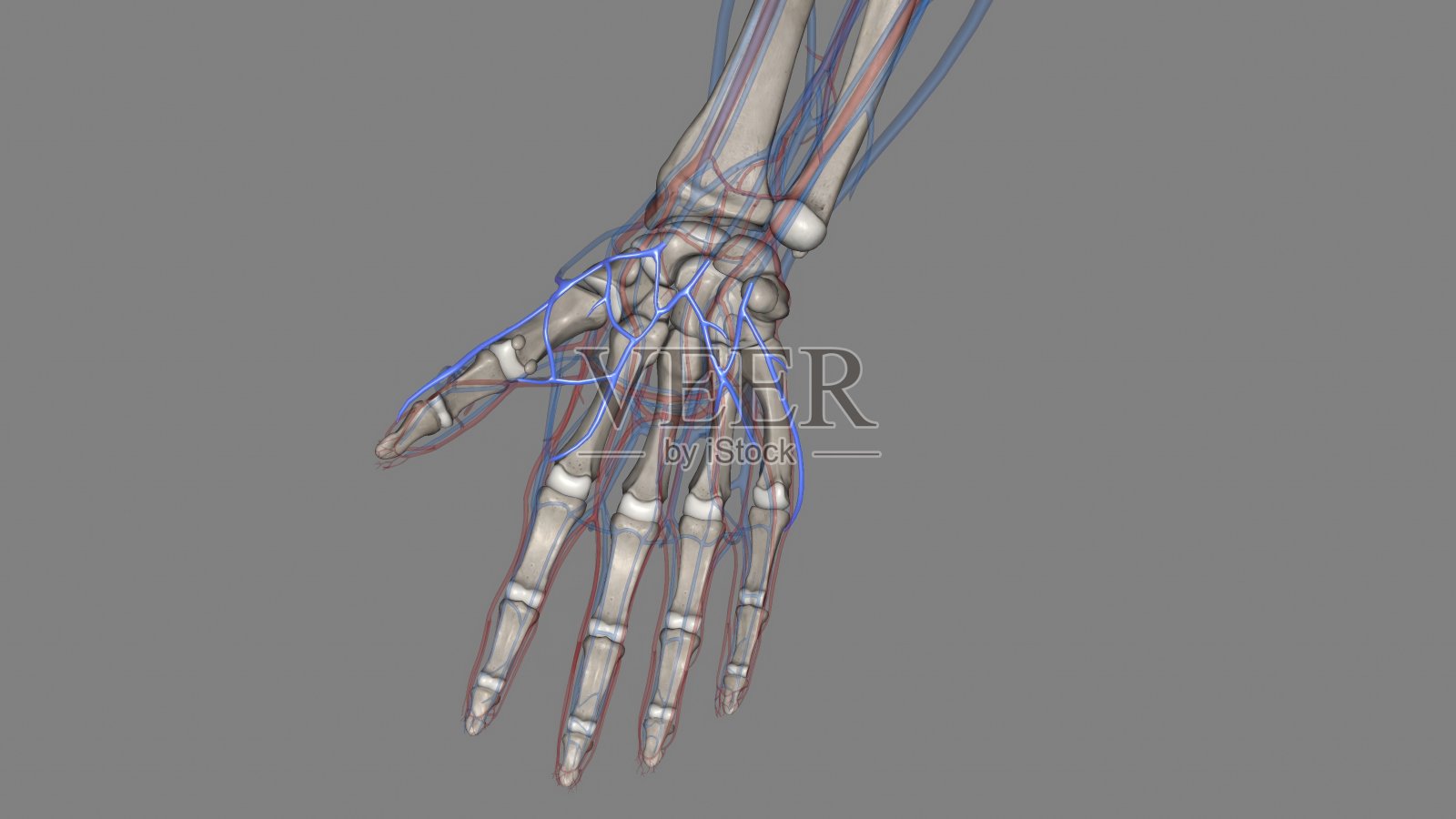 掌浅静脉弓由伴随掌浅弓的一对伴静脉组成照片摄影图片