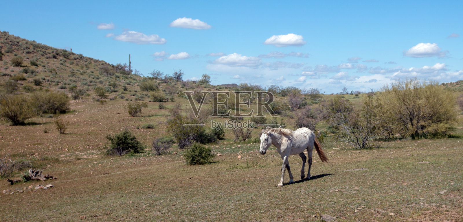 春天里，美国亚利桑那州斯科茨代尔附近，一匹白色的野马在亚利桑那州沙漠中行走照片摄影图片