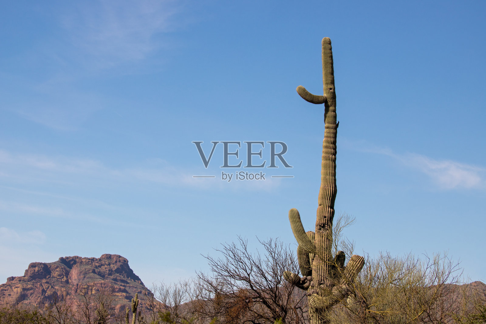 美国亚利桑那州梅萨凤凰城附近盐河管理区的孤仙人掌照片摄影图片